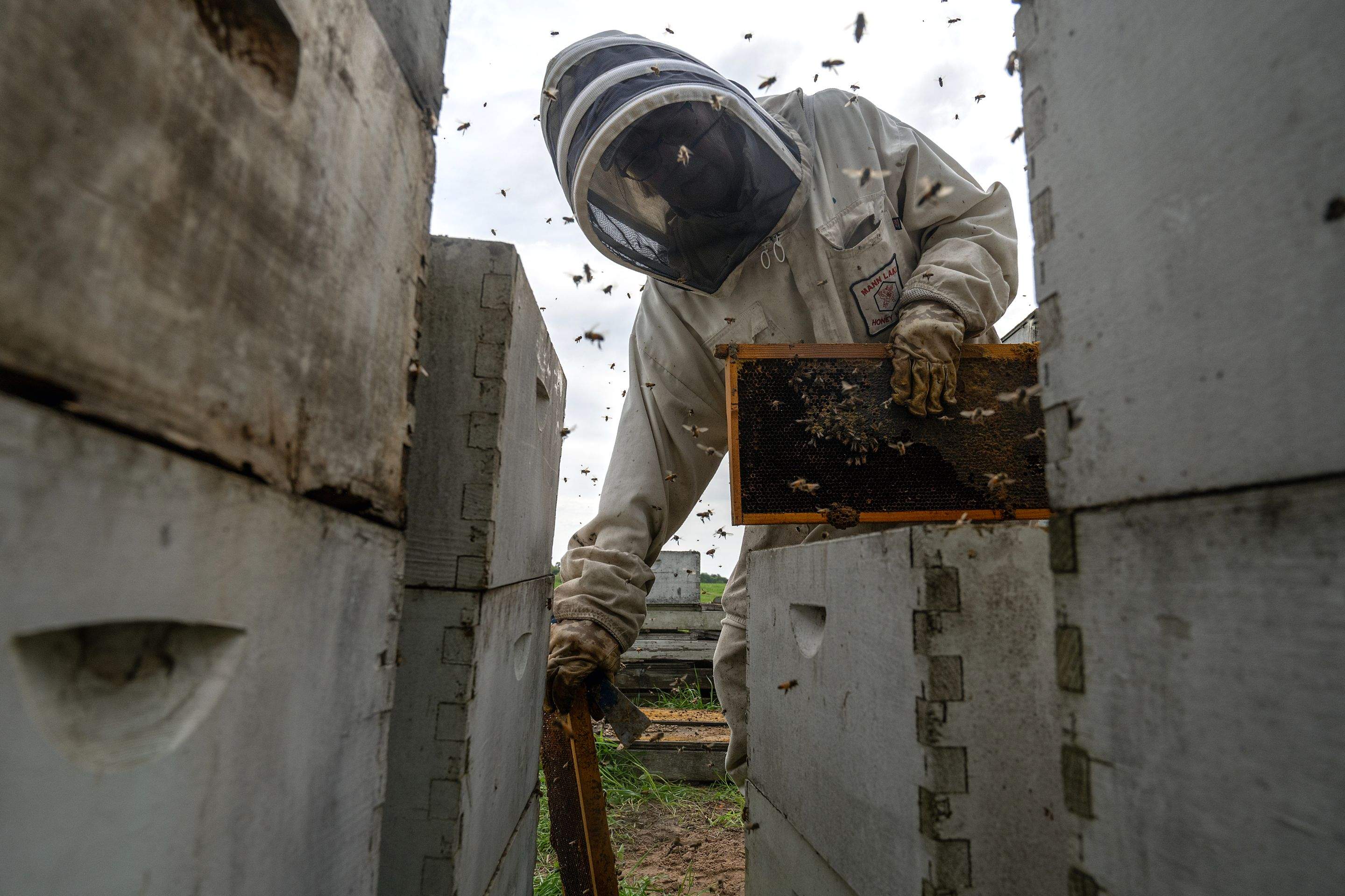 Splits in East Texas by Rockwall Honey Bee Company