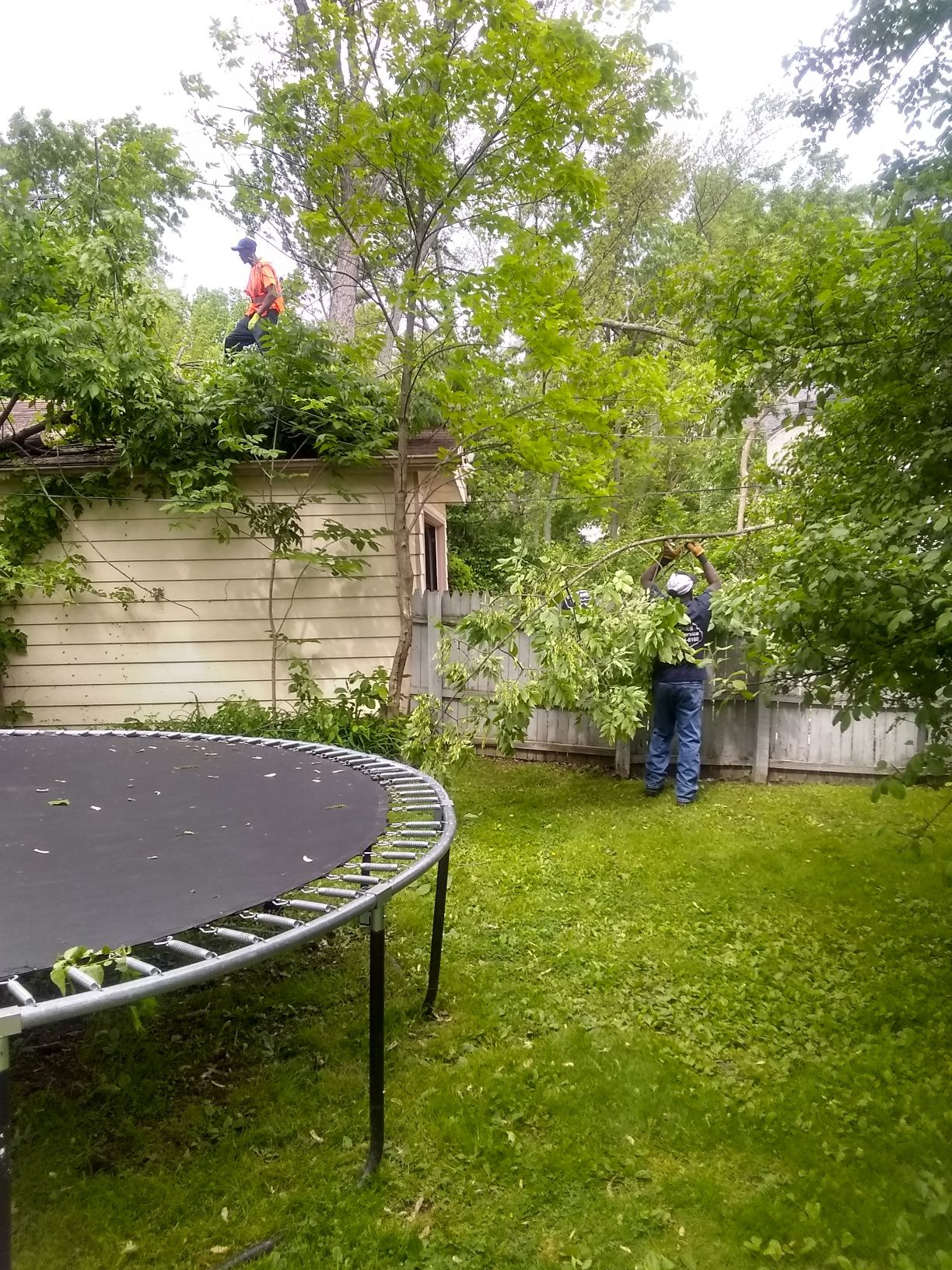 Tree Removal using Tree Removal by Mike Jones & Sons Tree Service LLC 