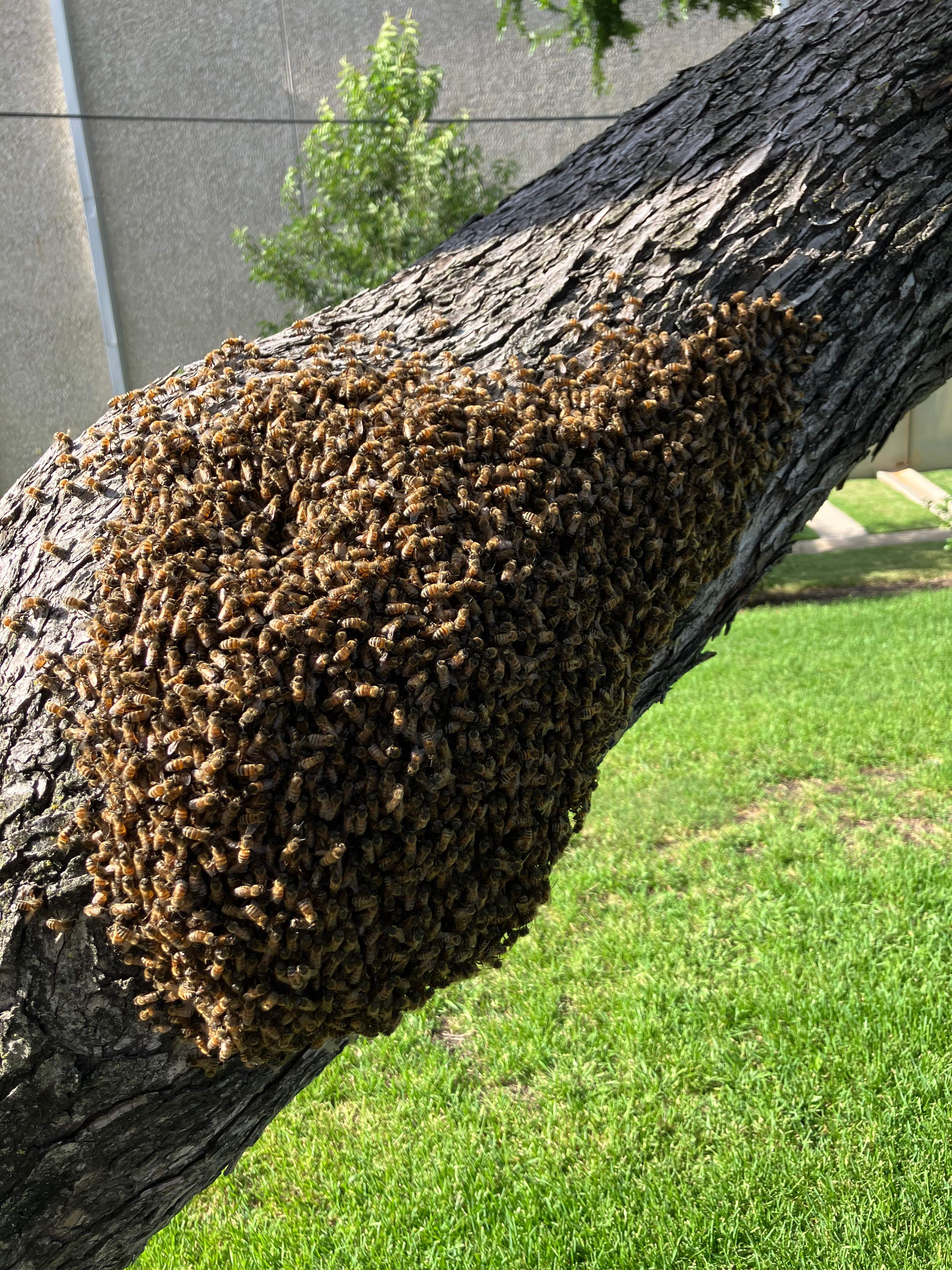 Favorite Tree Job by Rockwall Honey Bee Company