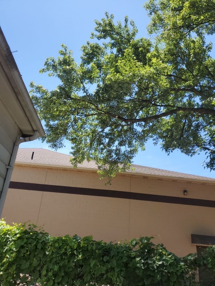 Tree Trimming using Tree Pruing by Mike Jones & Sons Tree Service LLC 