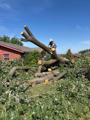 Emergency Tree Removal and Sod Installation Restoration in Lawton