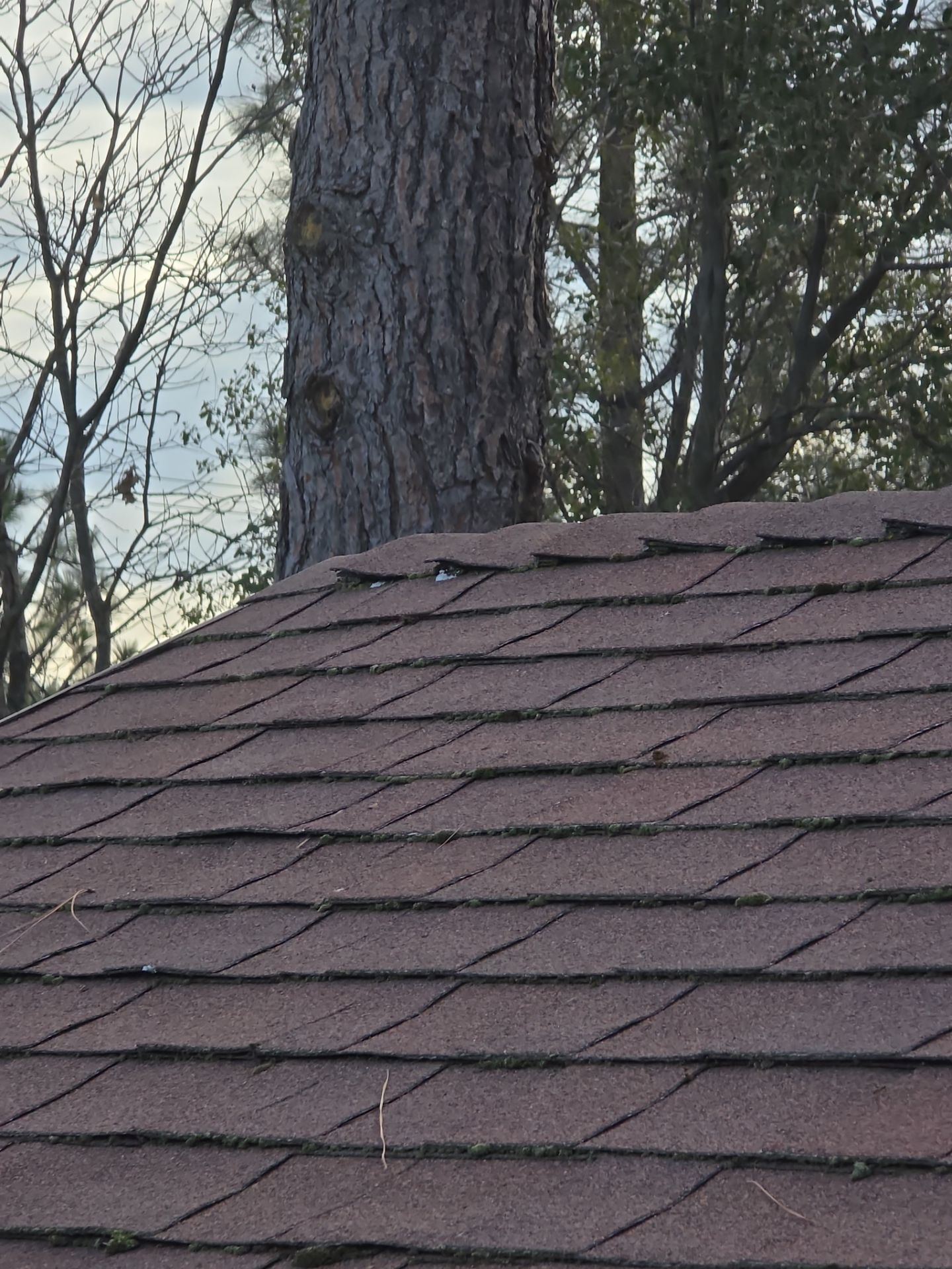 Before and After Photos using Roof Maxx Treatment by Roof Maxx of Folsom