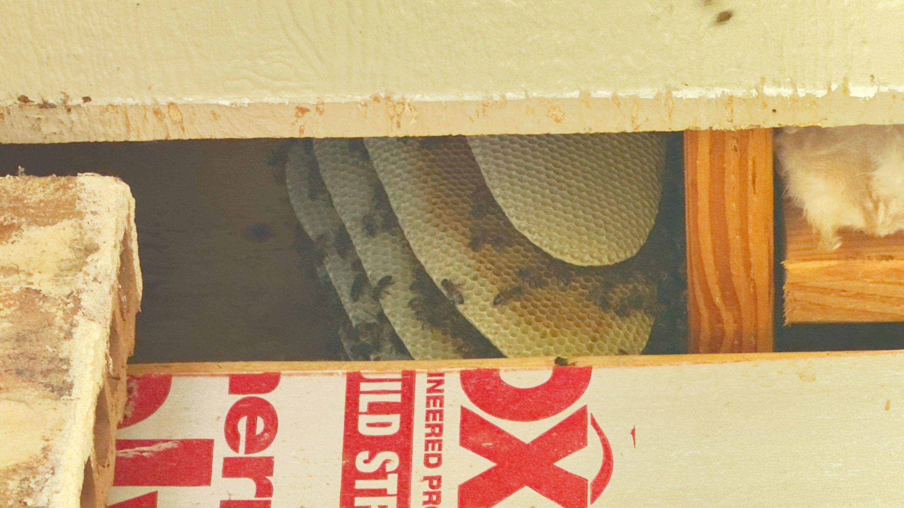 Brick Bees by Rockwall Honey Bee Company