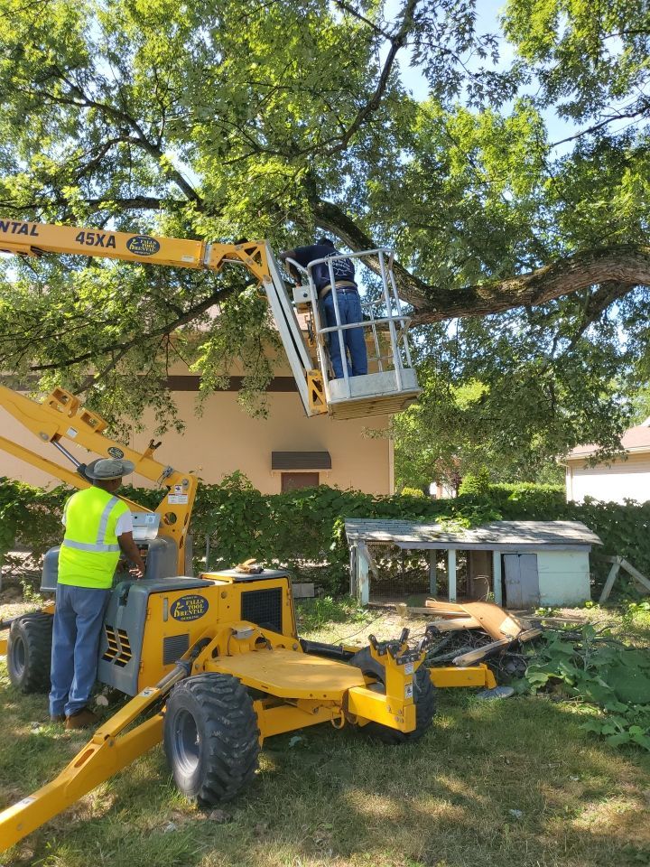 Tree Trimming using Tree Pruing by Mike Jones & Sons Tree Service LLC 