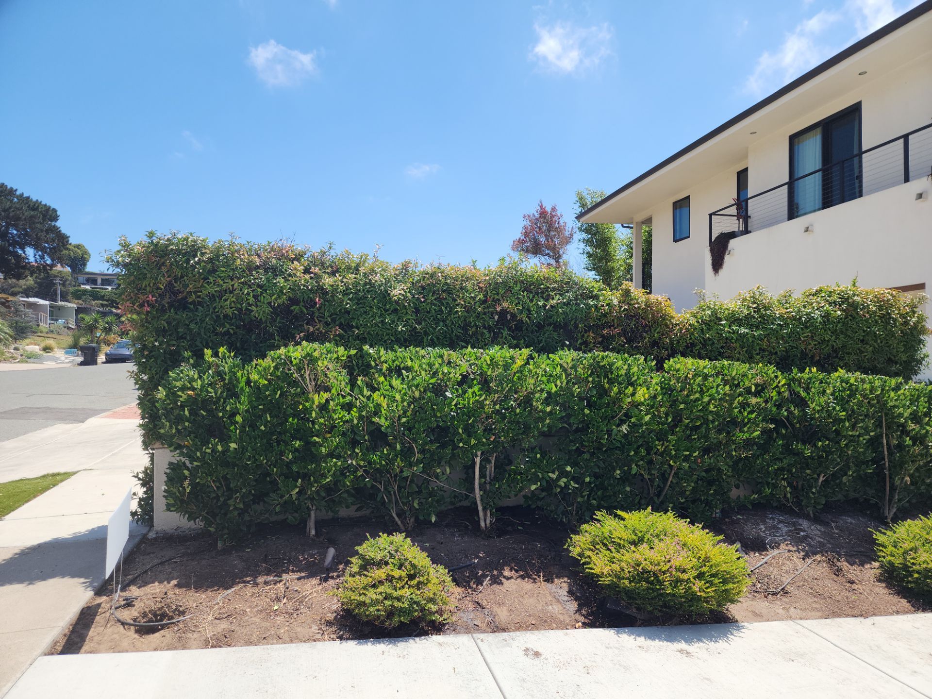 Modern Planting Installation and Low-Maintenance Landscaping in San Diego by Yard Techs