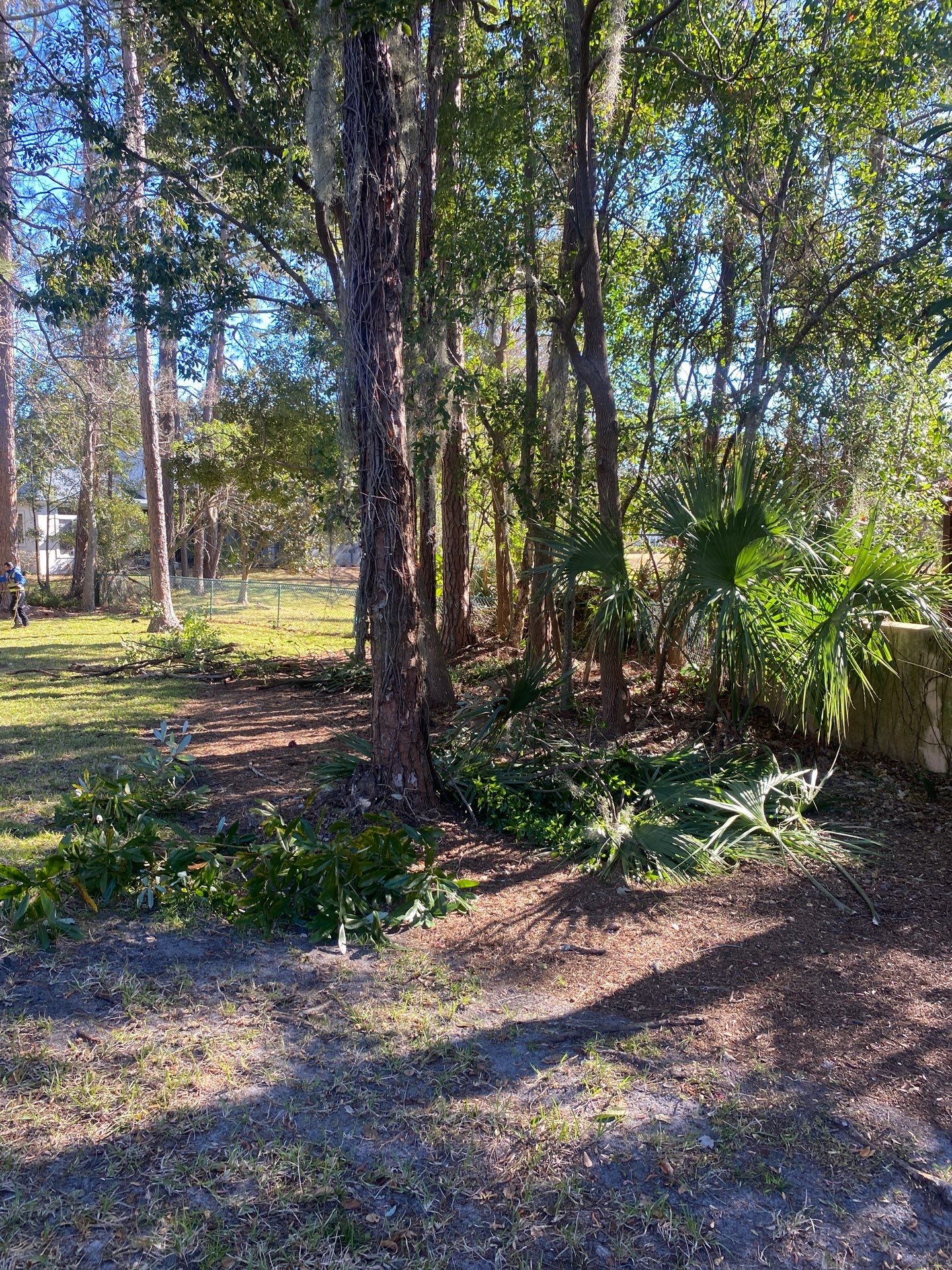 Deerwood Resident | Tree Removal & Clean-Up by ProGreen Services