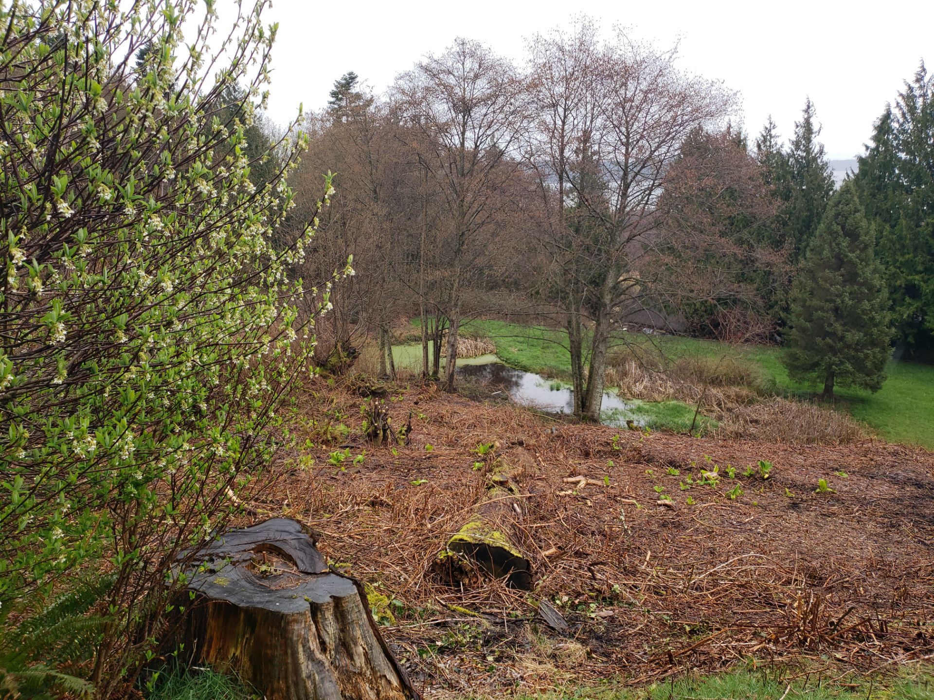 Island View - Ecological Restoration & Stewardship by Habanero Landscape Solutions
