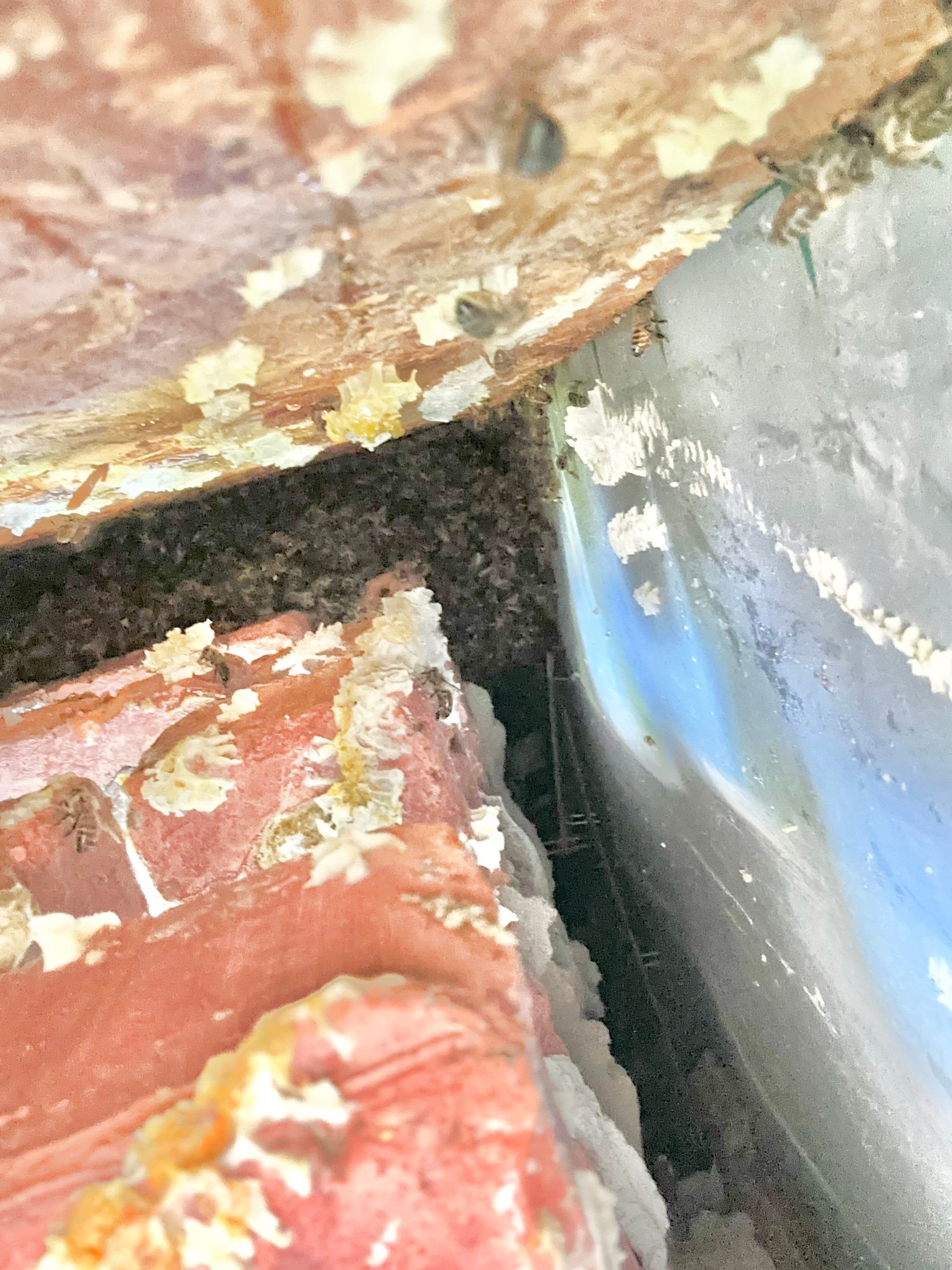 Bees Behind Bricks by Rockwall Honey Bee Company