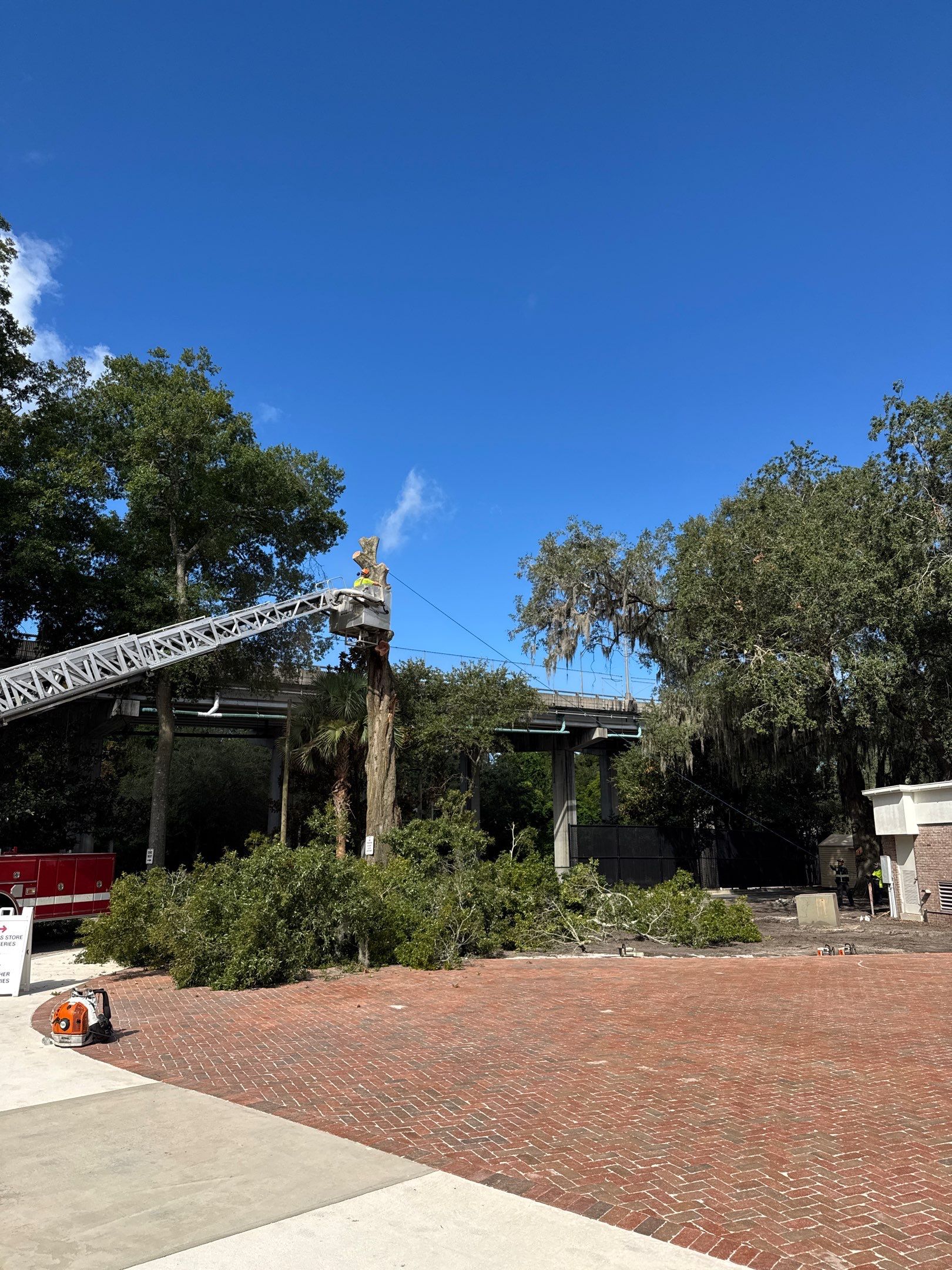 Welcome Center Tree Removal | Episcopal School of Jacksonville by ProGreen Services