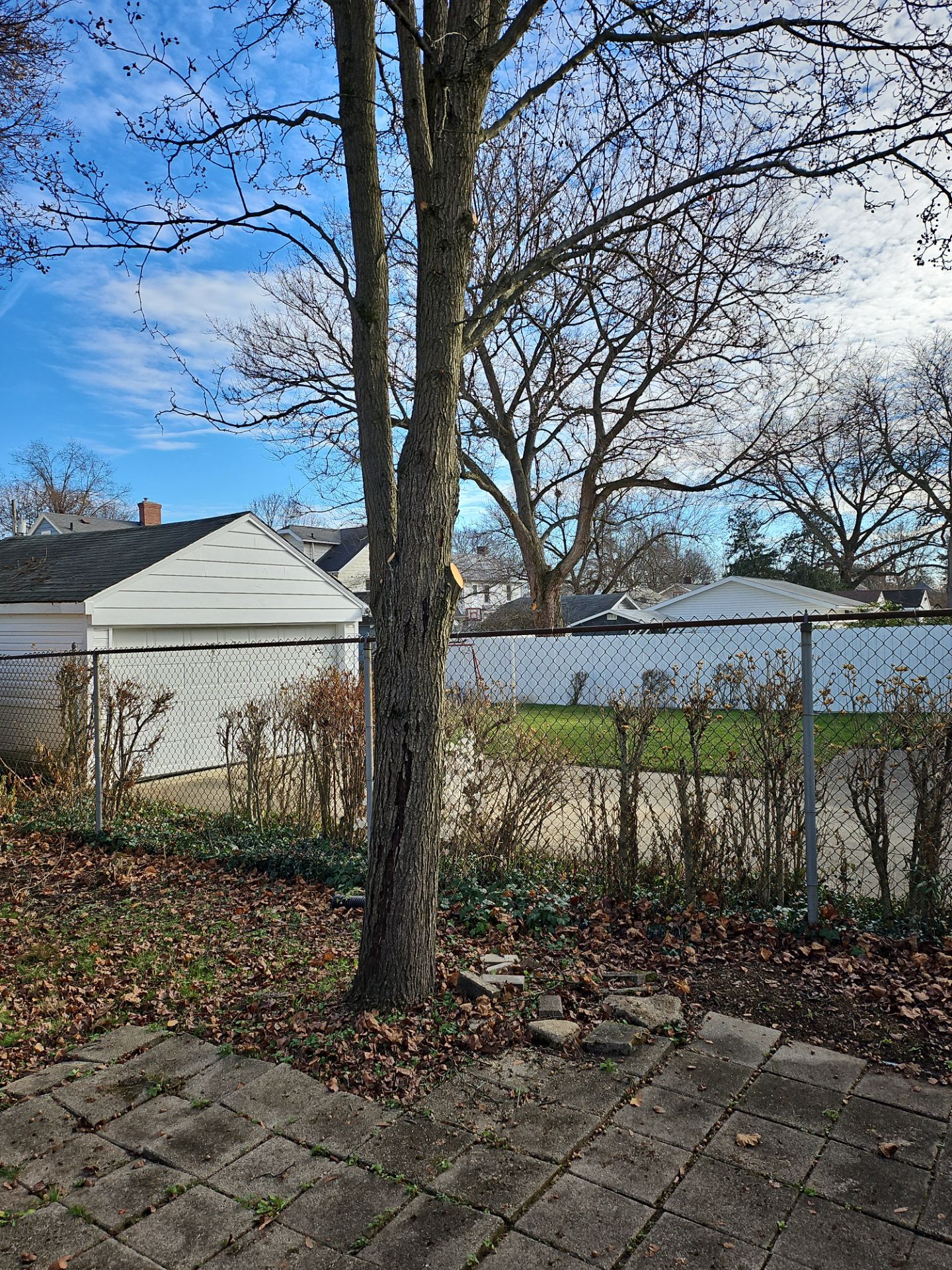 Tree Trimming using Tree Pruing by Mike Jones & Sons Tree Service LLC 