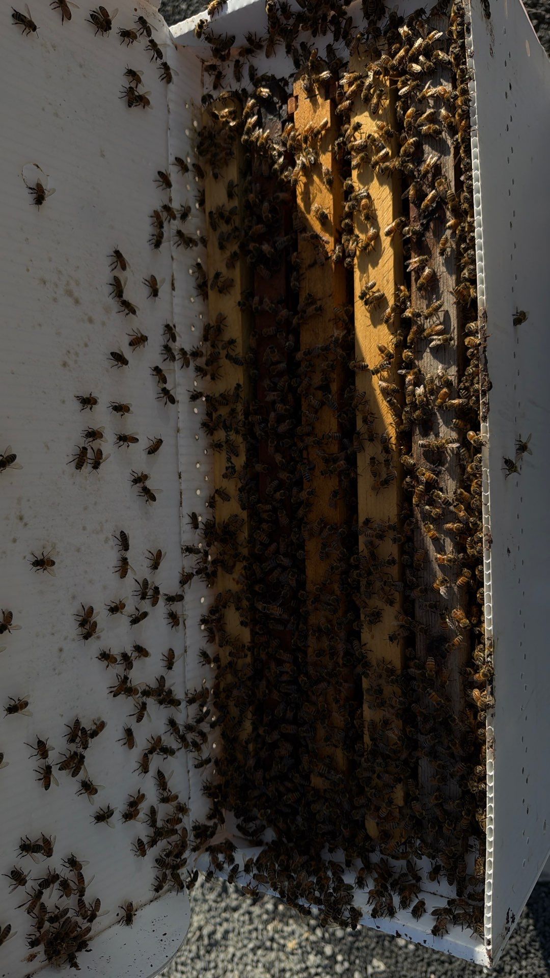 Momma K’s apiary by Rockwall Honey Bee Company