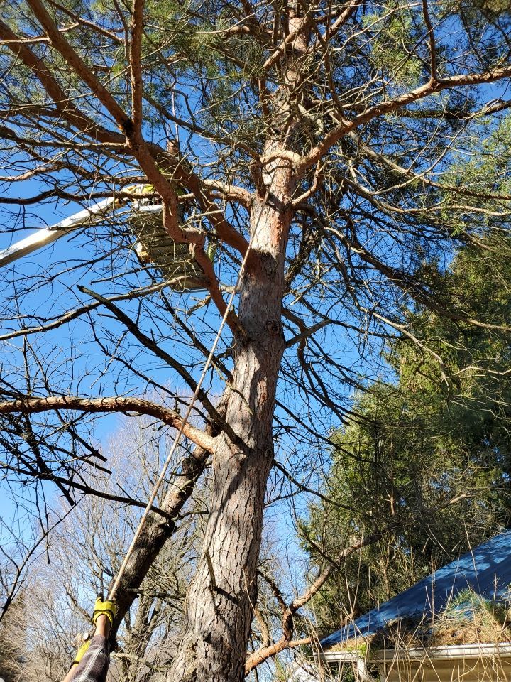 Storm Damaged Tree Removal  using Tree Removal by Mike Jones & Sons Tree Service LLC 