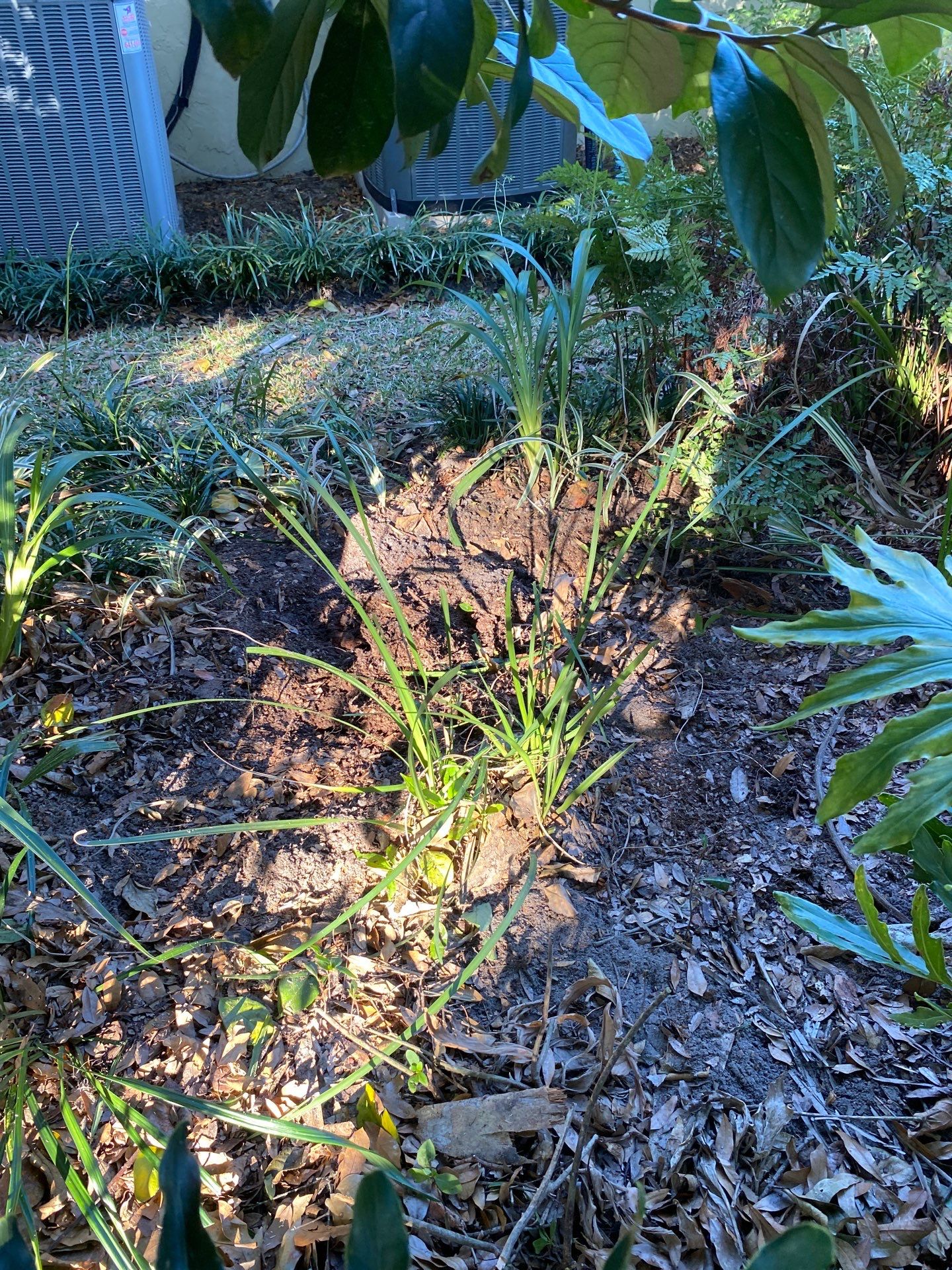 Deerwood Resident | Tree Removal by ProGreen Services