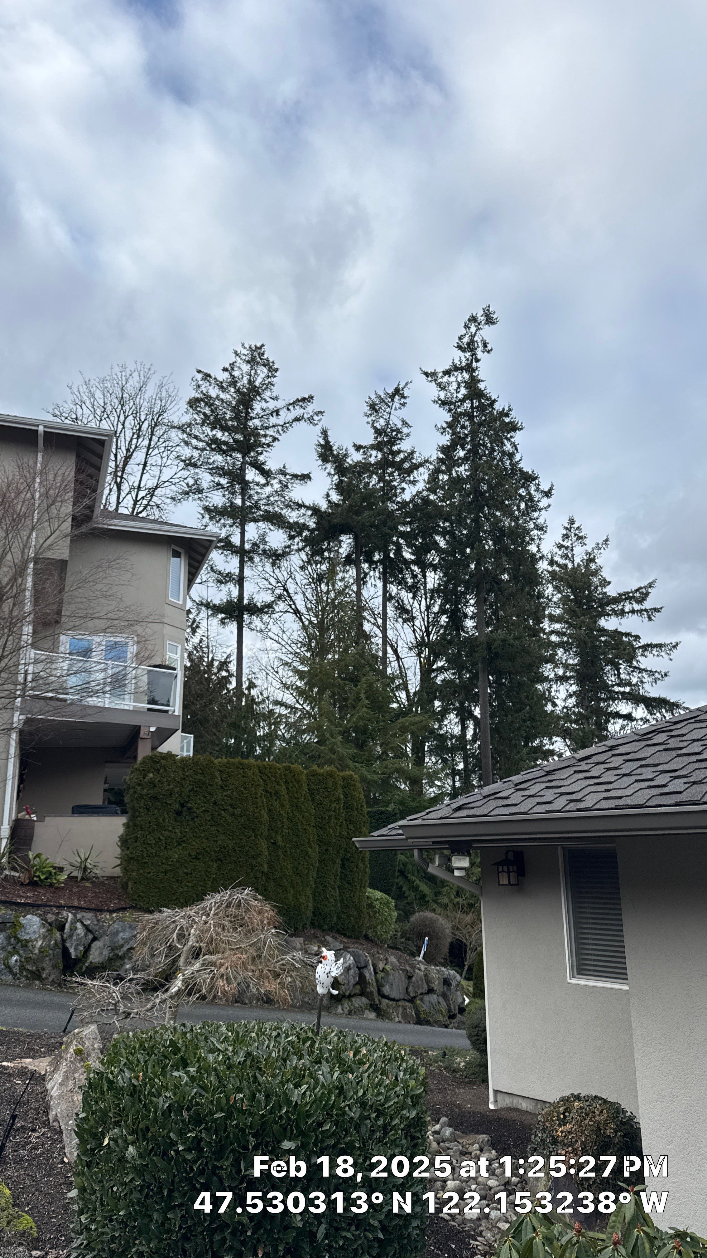 🌲 Newcastle HOA Arborist Report by Sound Tree Care LLC