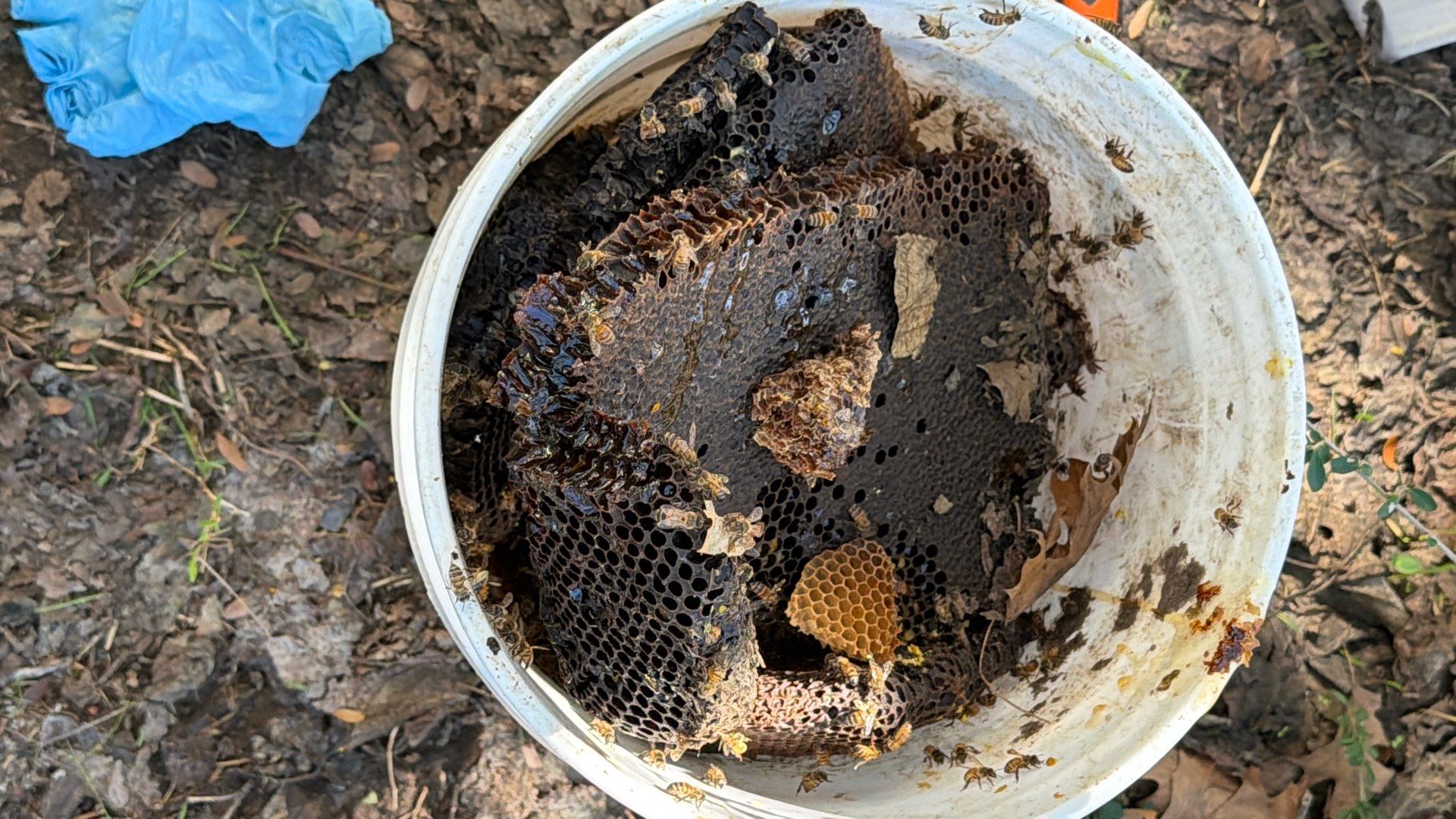 Abandoned House of Bees by Rockwall Honey Bee Company