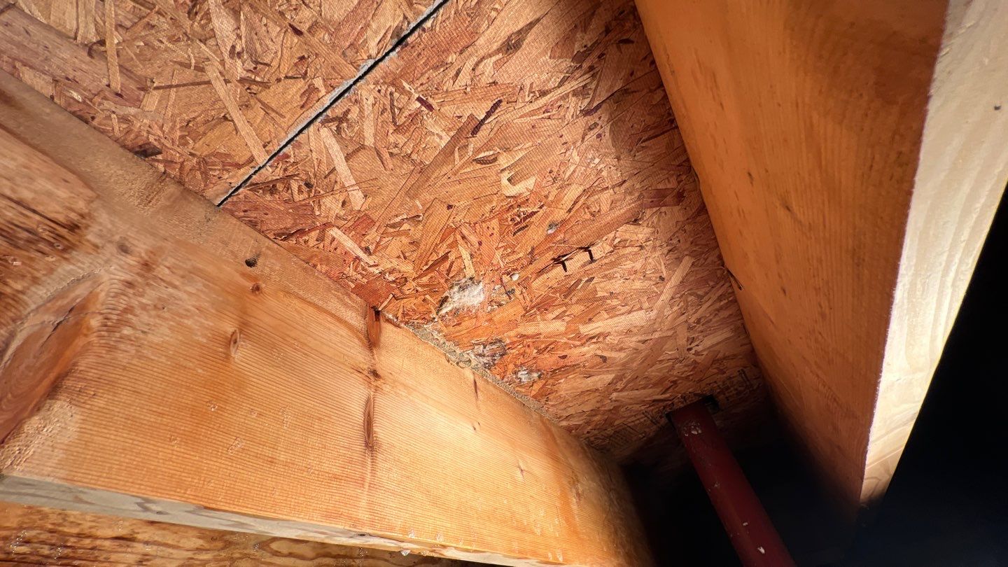 Mold Damage by Accountable Home Services