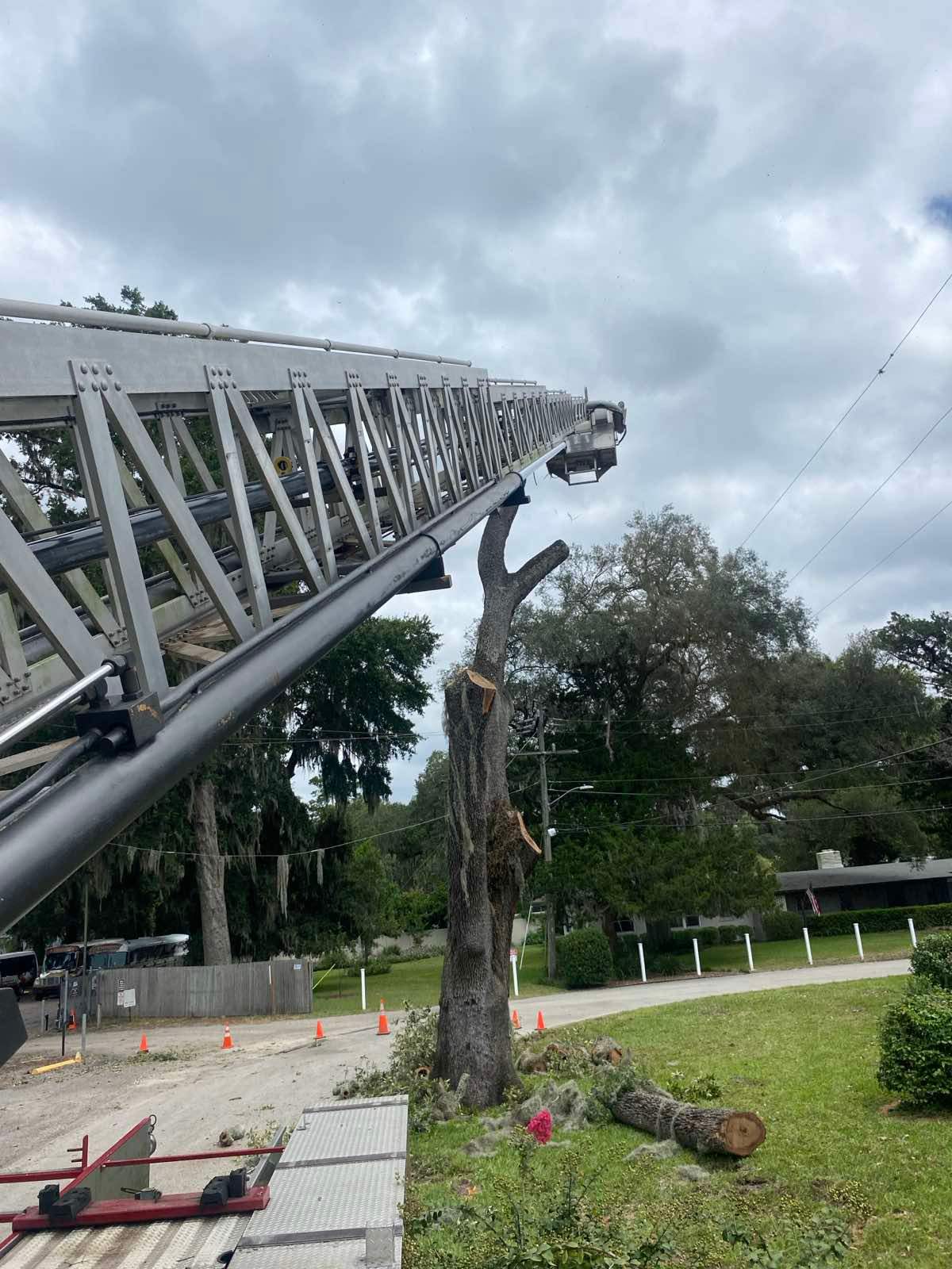 Tree Removal | Residential by ProGreen Services