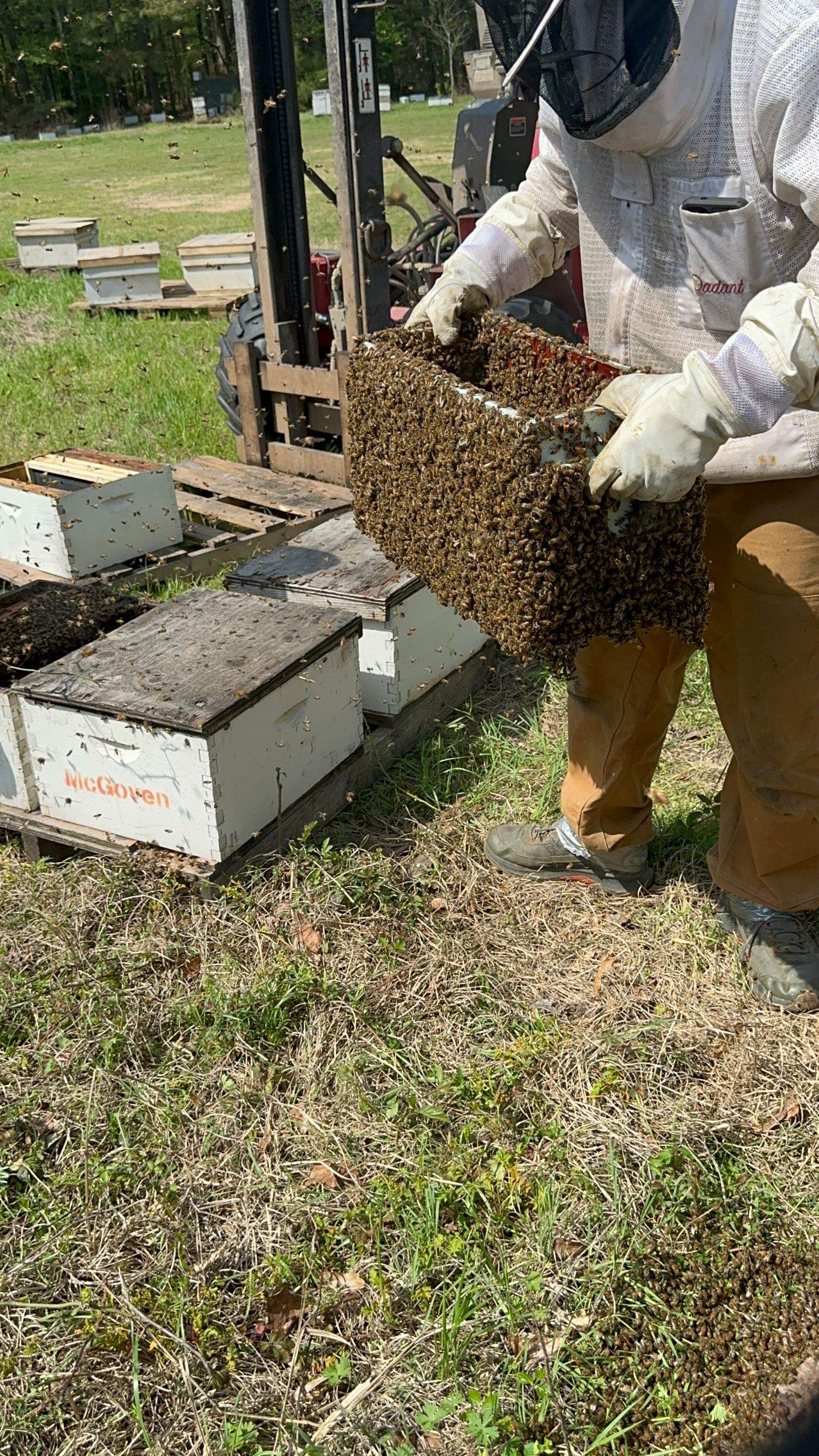 BeeGirl ETX HQ by Rockwall Honey Bee Company