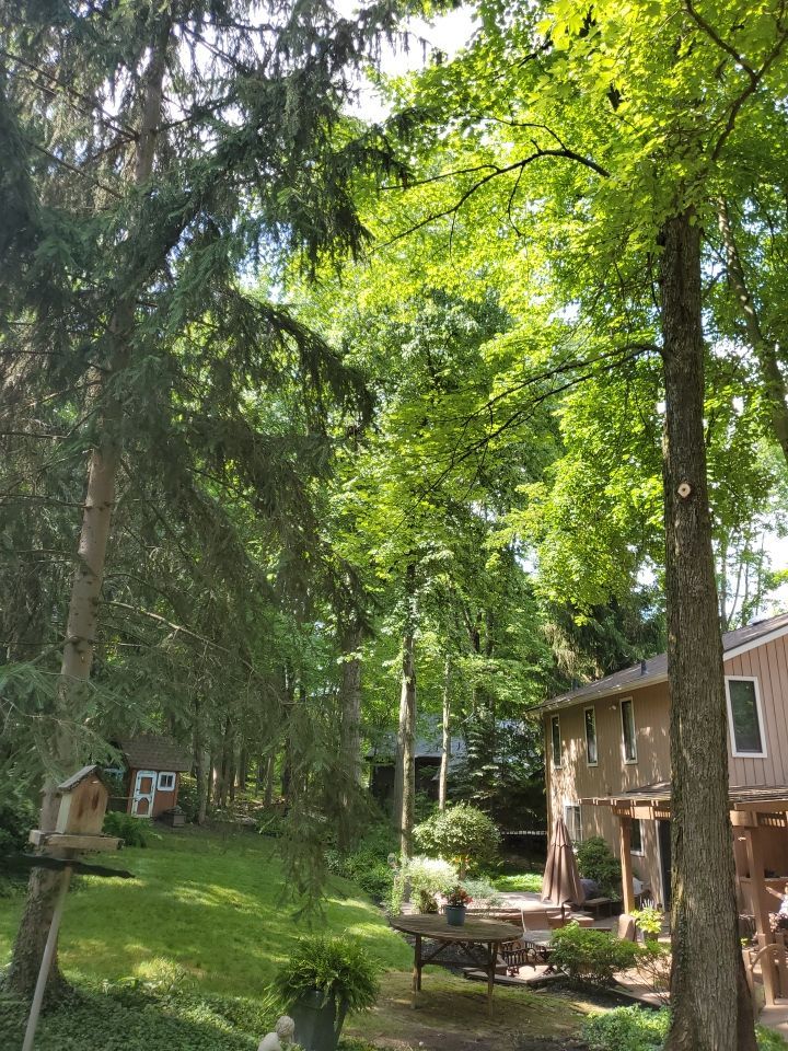Tree Trimming using Tree Pruing by Mike Jones & Sons Tree Service LLC 
