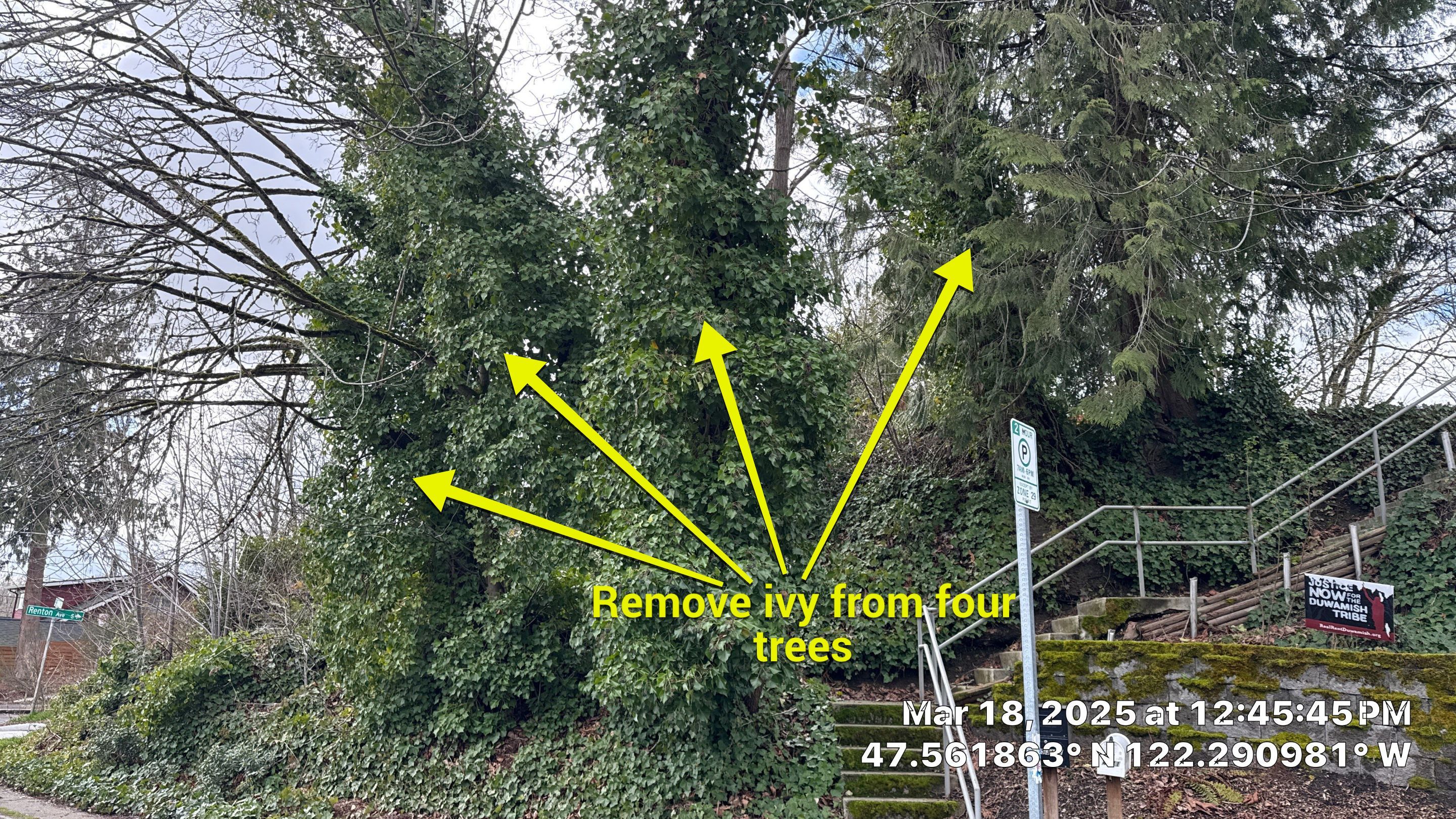 β
Seattle Tree Clearance & Invasive Species Removal by Sound Tree Care LLC