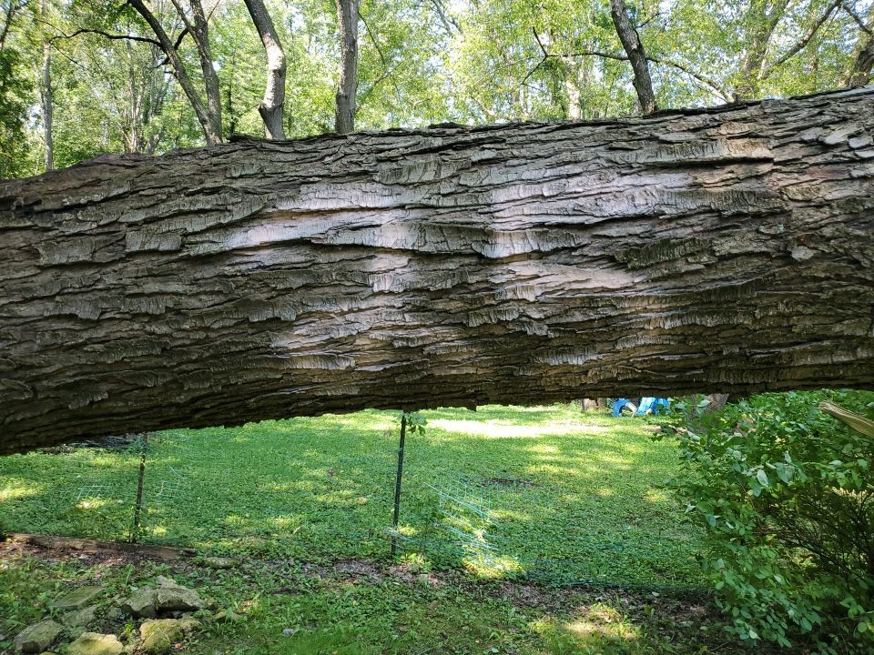 Storm Damaged Tree Removal  by Mike Jones & Sons Tree Service LLC 