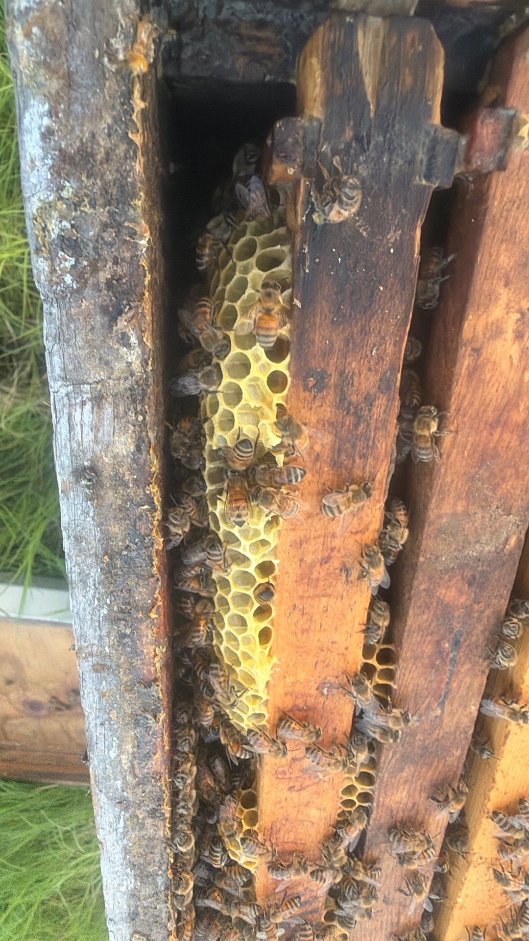 Double Family Property in Heath for Ag. Exemption by Rockwall Honey Bee Company