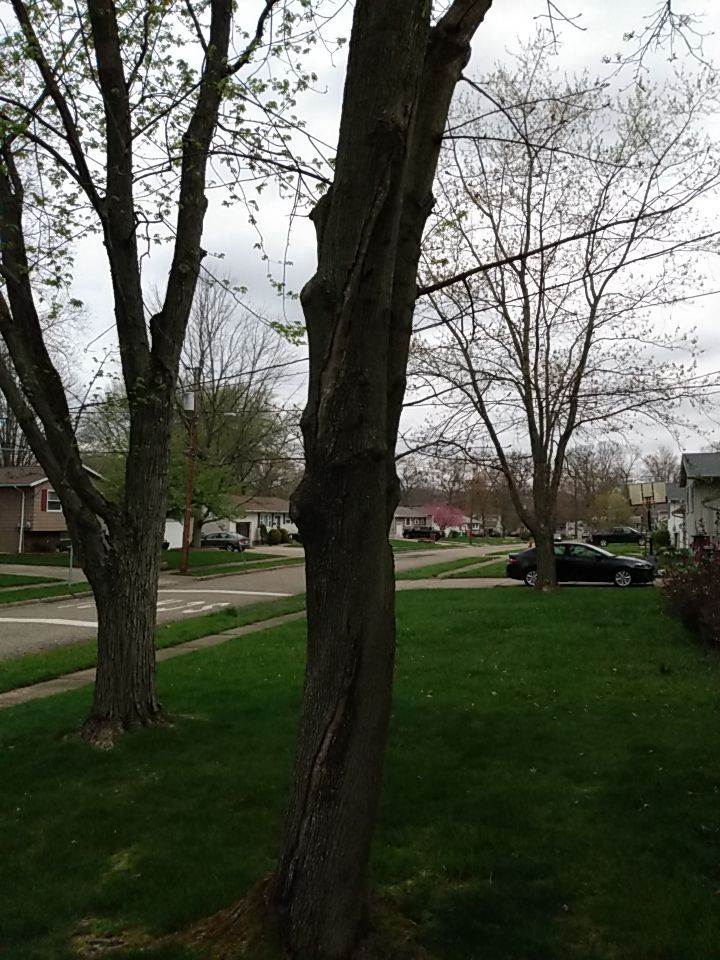 Tree Removal using Tree Removal by Mike Jones & Sons Tree Service LLC 