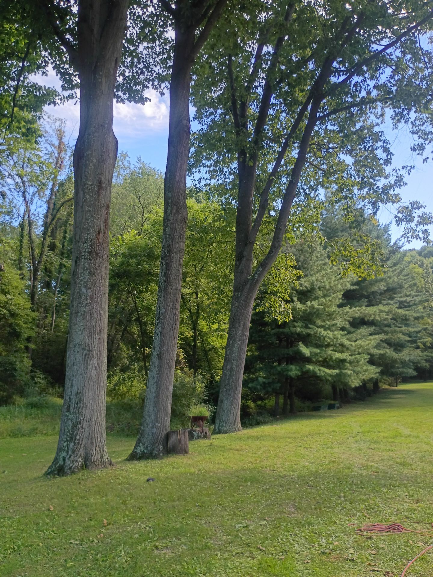 Tree Trimming & Tree Removal in Akron Ohio by Mike Jones & Sons Tree Service LLC 