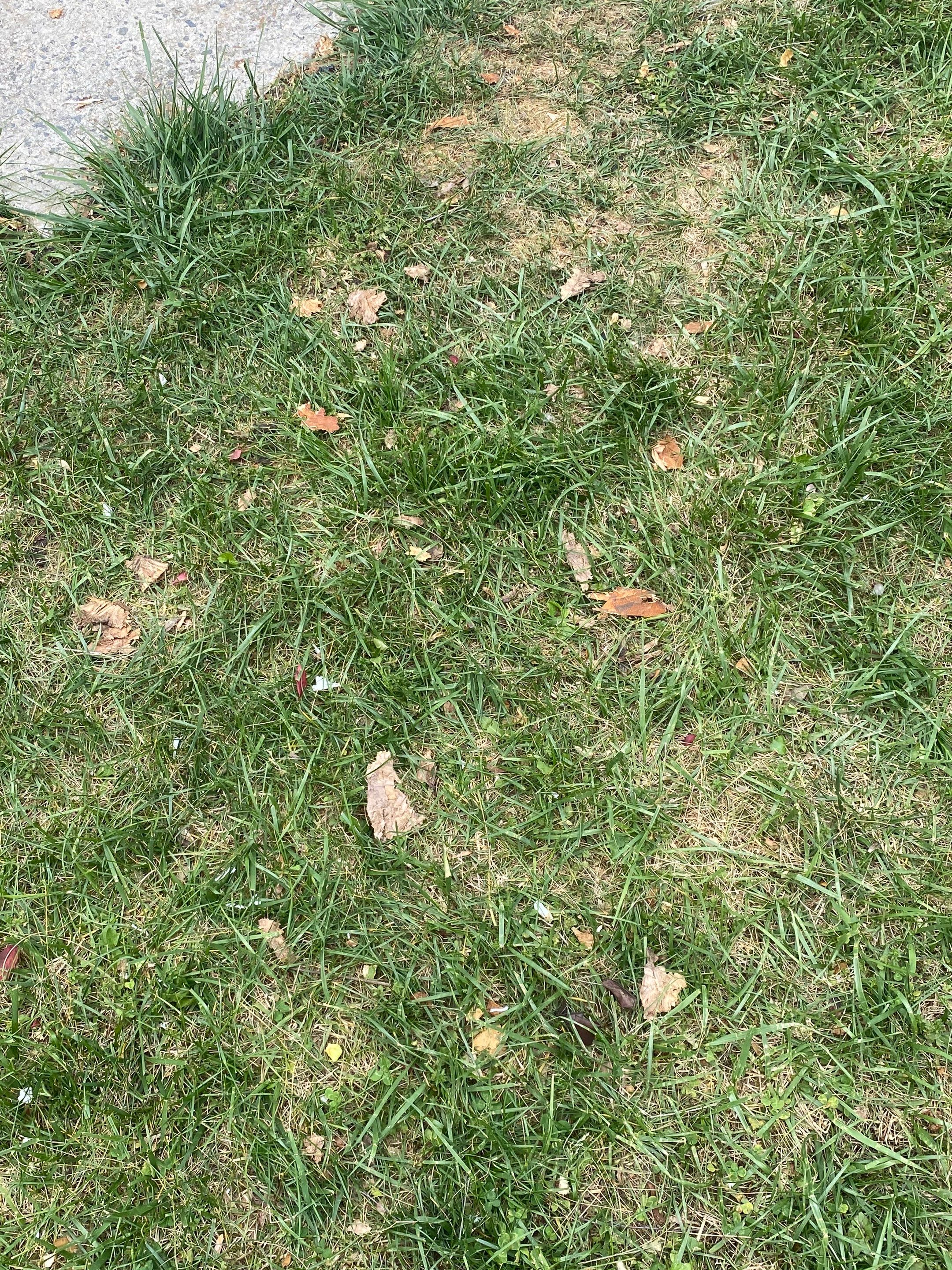 Springfield: CertainTeed Landmark Pro Designer Shingles in Max Def Charcoal Black by RM Banning, Inc.