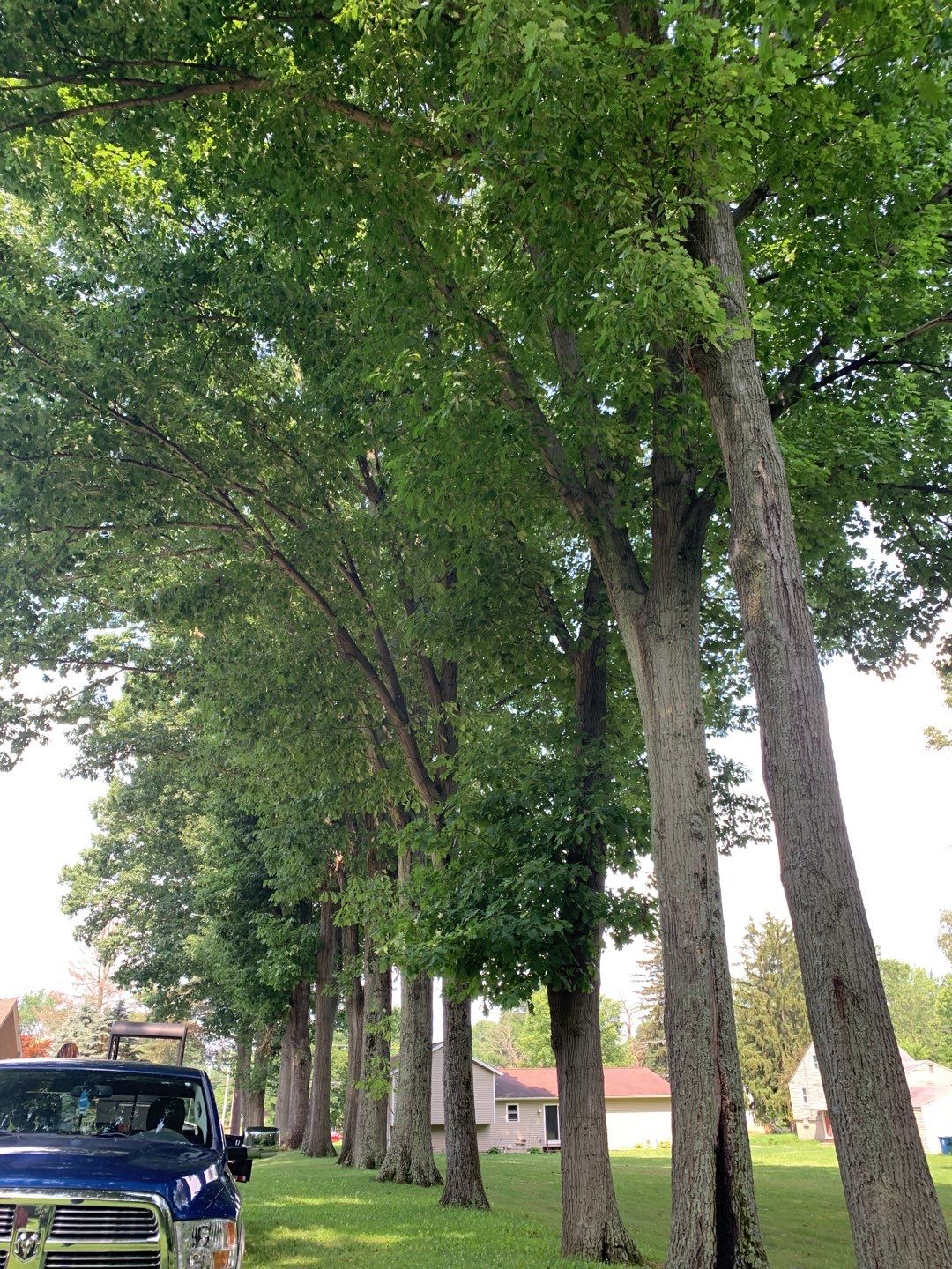 Tree Trimming by Mike Jones & Sons Tree Service LLC 