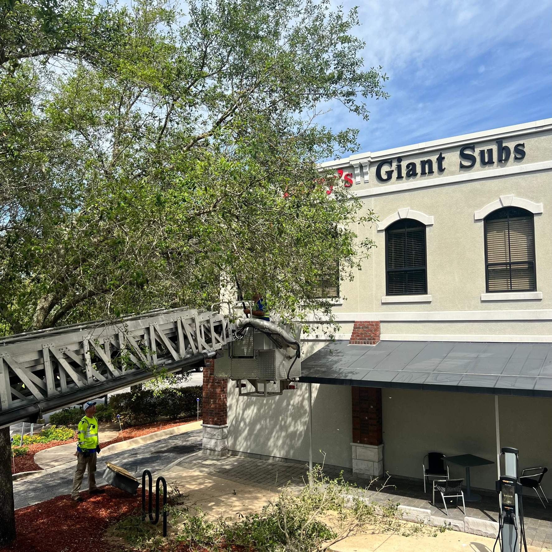Tree Trimming | Larry's Giant Subs by ProGreen Services