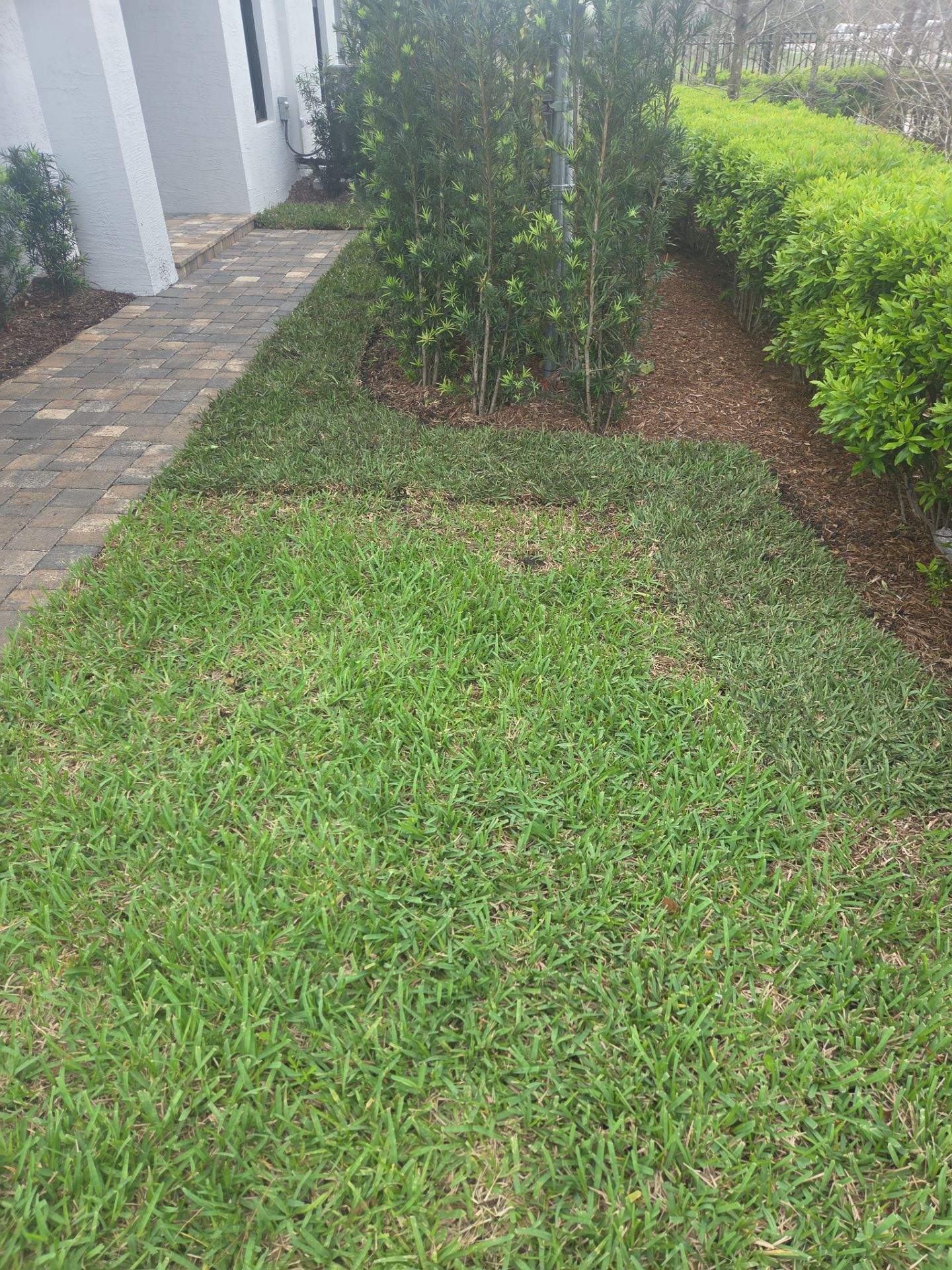 🌱 Magnolia Ridge Lawn Refresh by Alpha Zeta Enterprises Inc