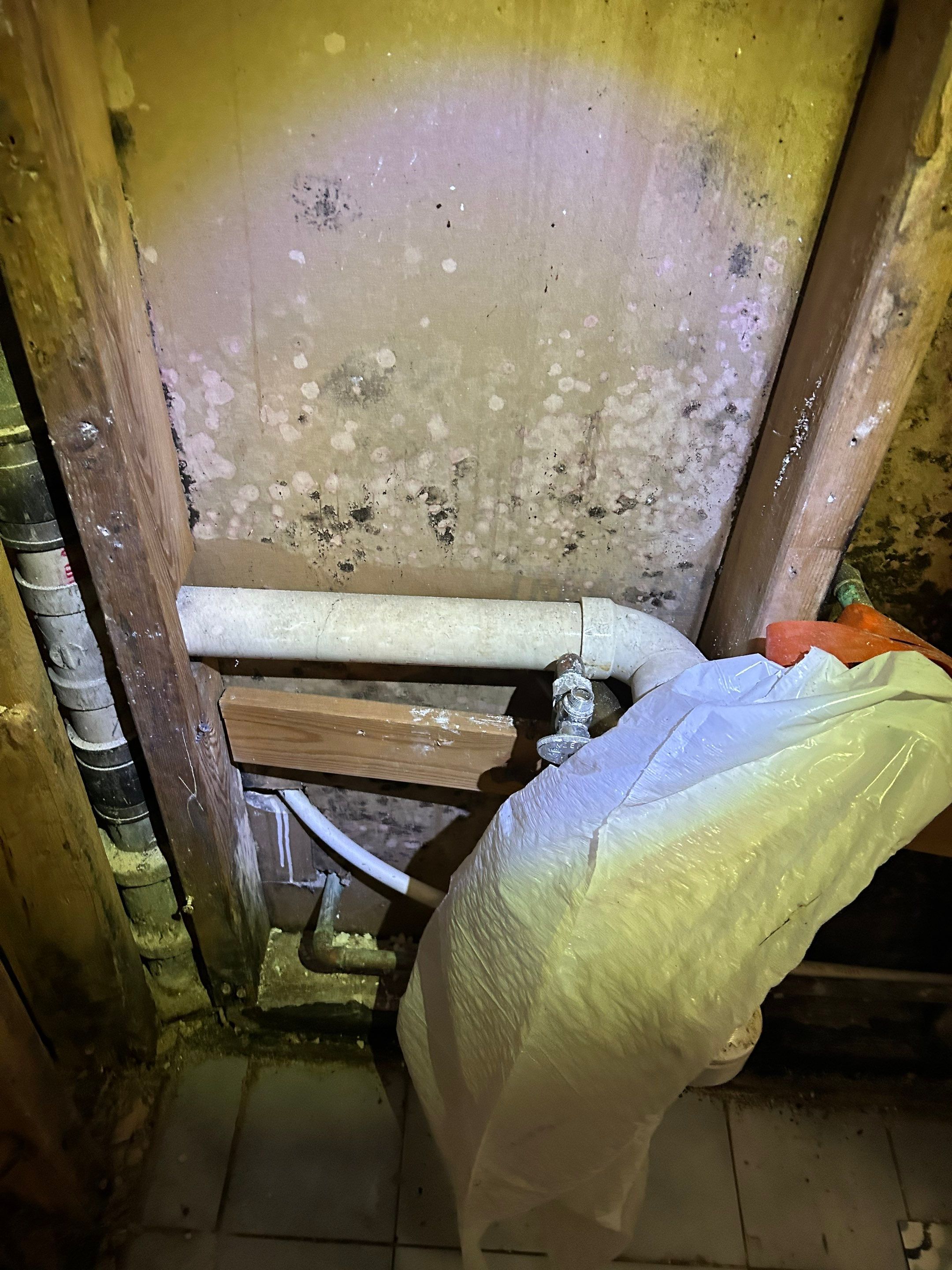 Mold Remediation in Bethpage NY by long island mold guy