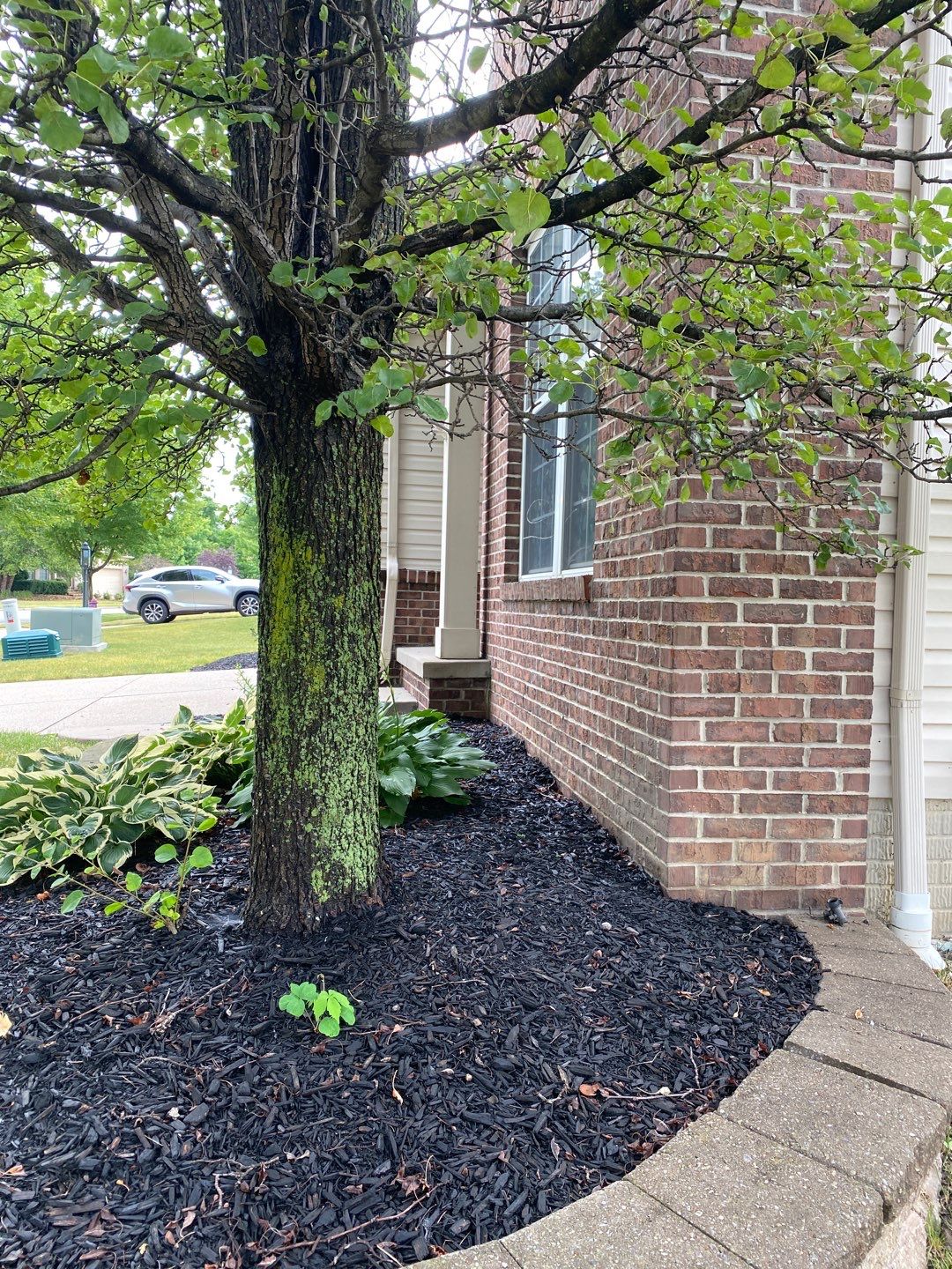 Tree Removal using Tree Removal by Mike Jones & Sons Tree Service LLC 