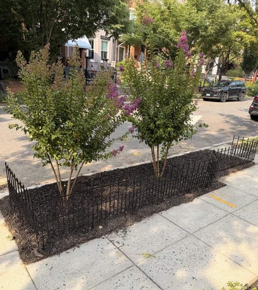 Decorative Metal Tree Box Fence Installation in Washington, DC by Capitol Iron Works