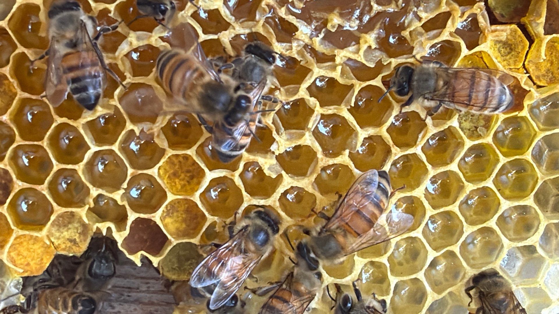 No Rush for these Bees by Rockwall Honey Bee Company