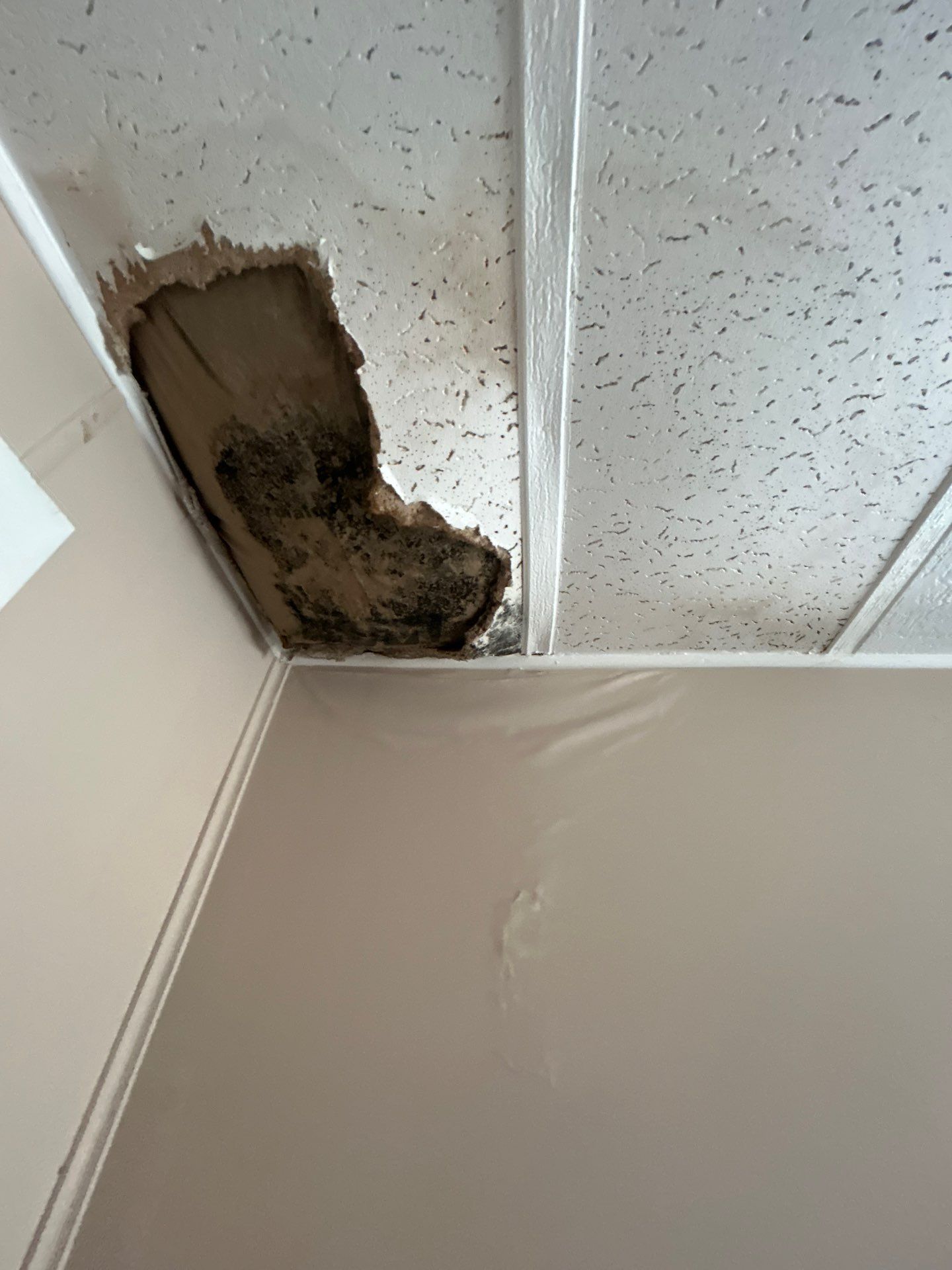 Mold Inspection And Repair In Bradenton by Ampm Restoration Services
