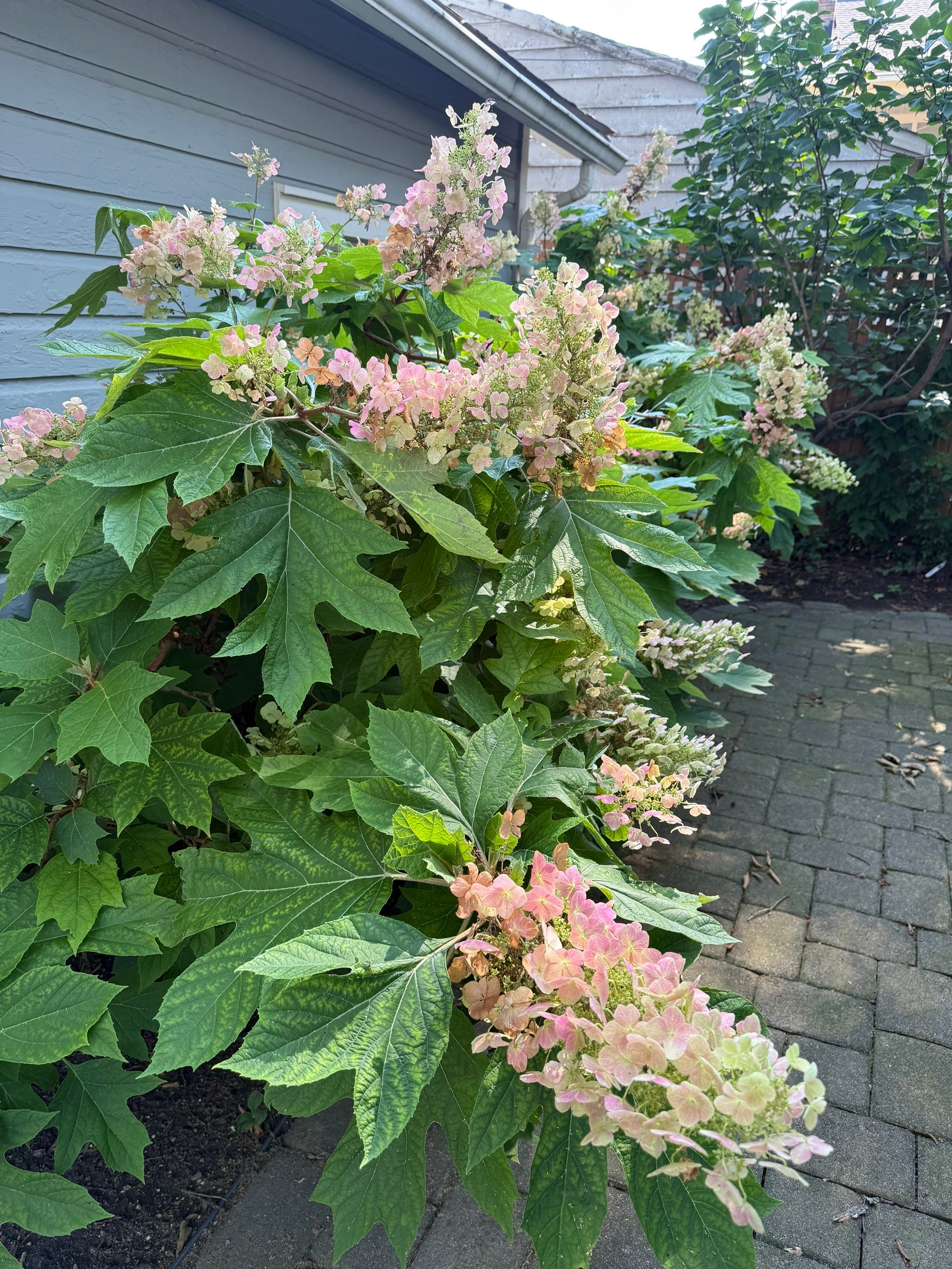 Elm Rose Home Project by Elm Rose Gardens