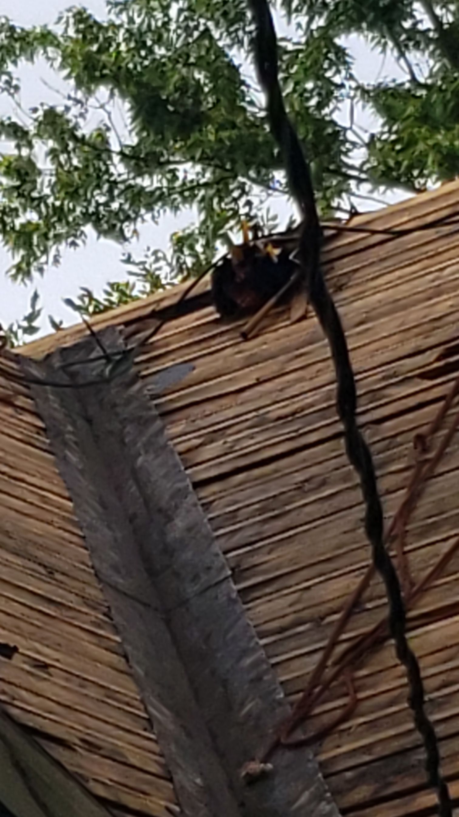 Atlas Pinnacle Pristine Scotchgard: Black Drip Edge: Black by Eagle Eye Roofing