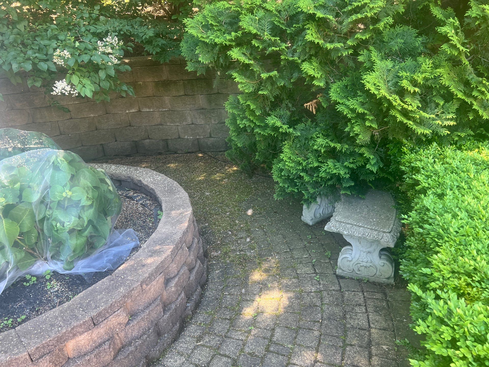 concrete cleaning using Algaecide, soft wash soap by Northern Power Washing LLC.