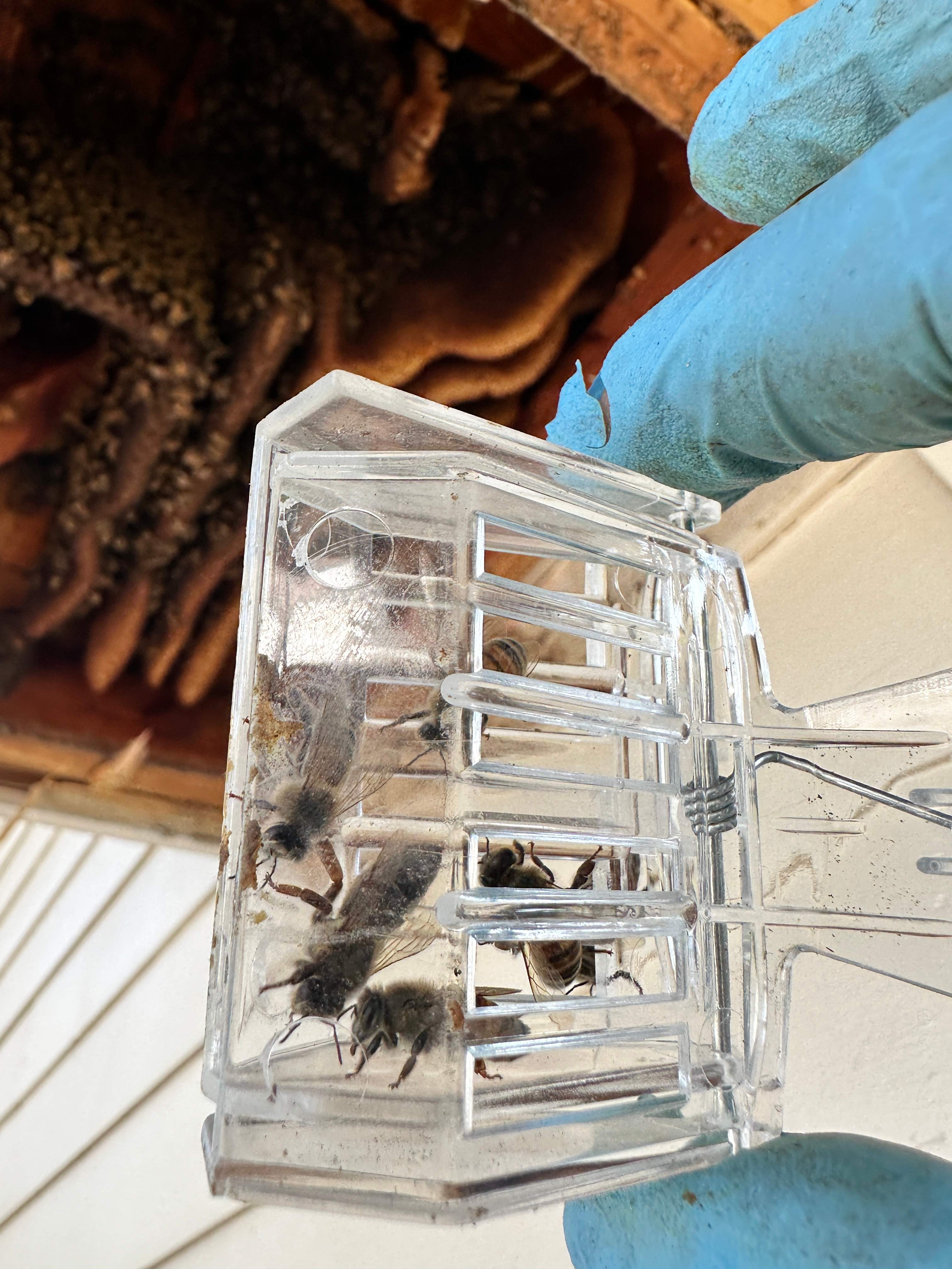 Last of 2025 by Rockwall Honey Bee Company