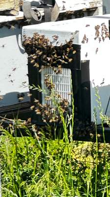 Swarm