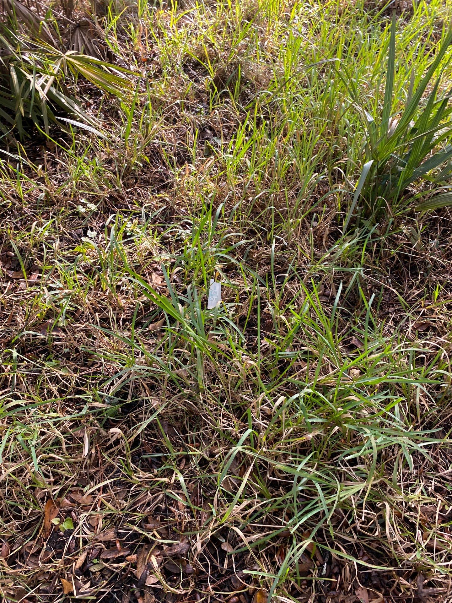Deerwood Resident | Tree Installation by ProGreen Services