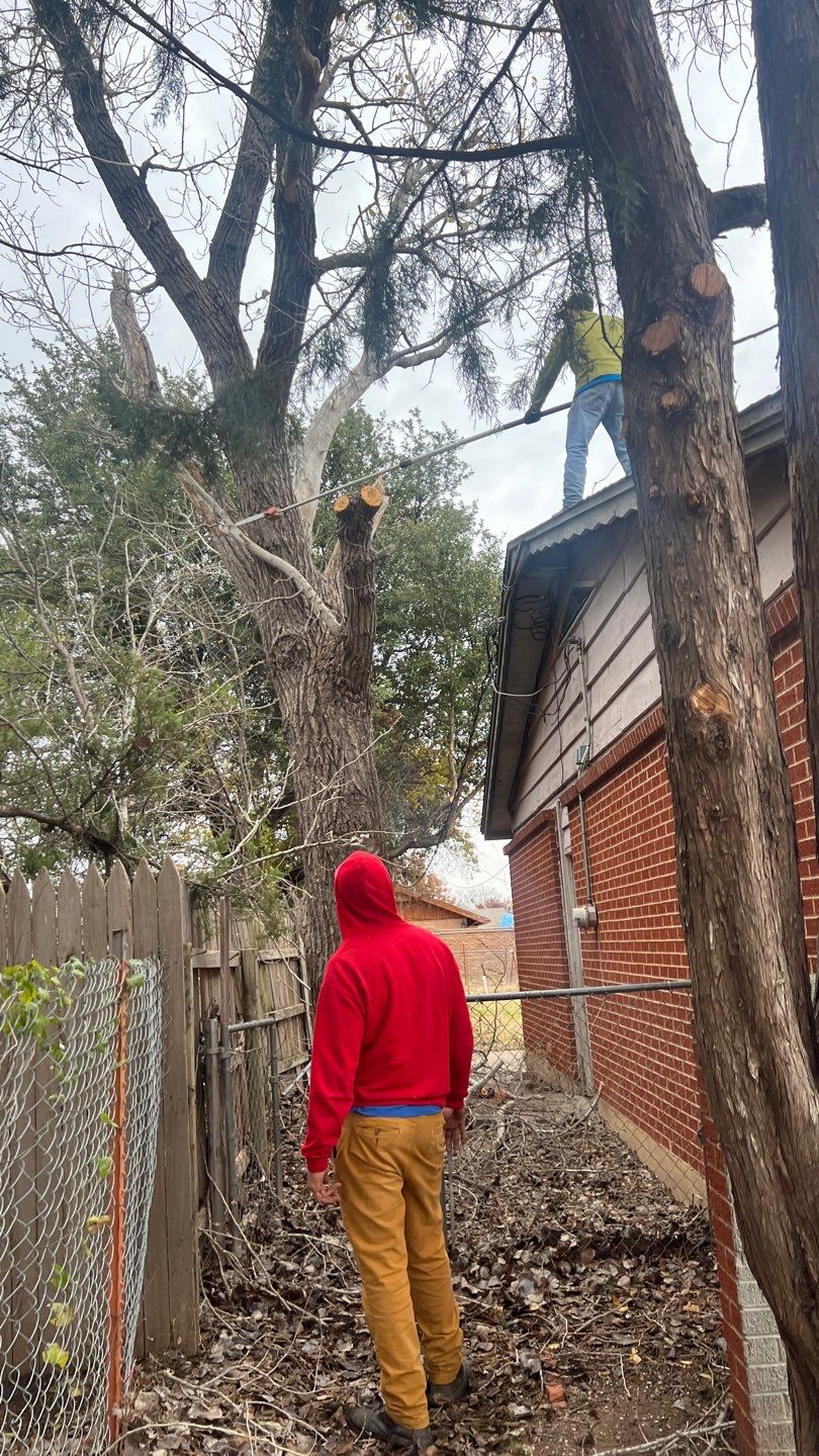 Tree Removal using Chainsaws by Clays Services Inc
