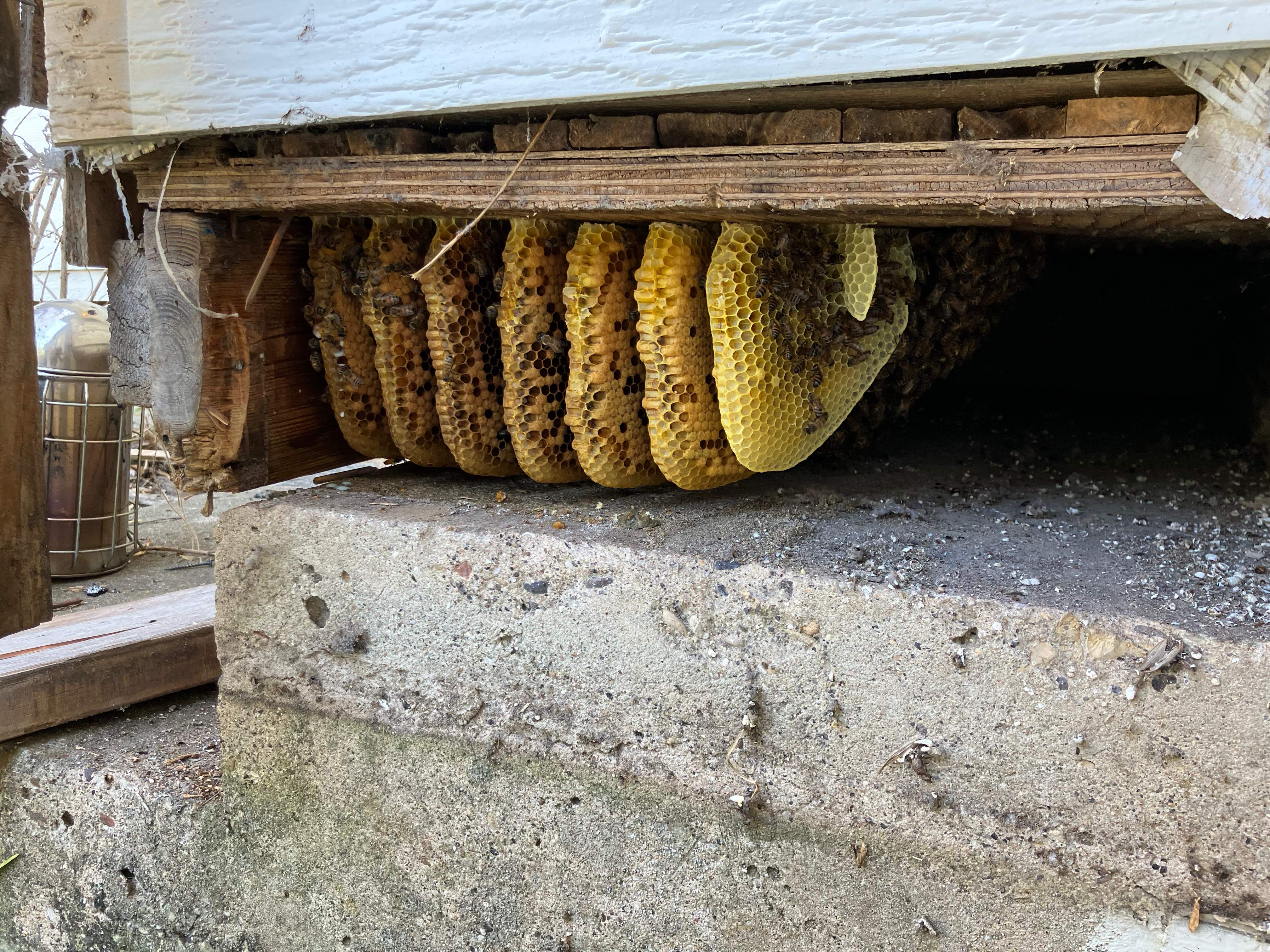 Bees Handled by Rockwall Honey Bee Company
