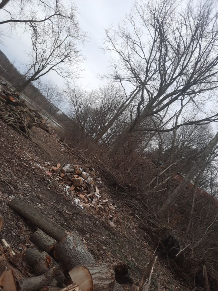 Tree Removal using Tree Removal by Mike Jones & Sons Tree Service LLC 