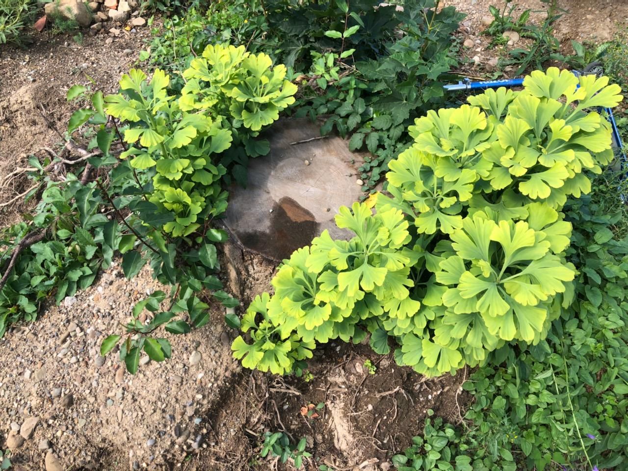 Tree Removal using Tree Removal by Mike Jones & Sons Tree Service LLC 