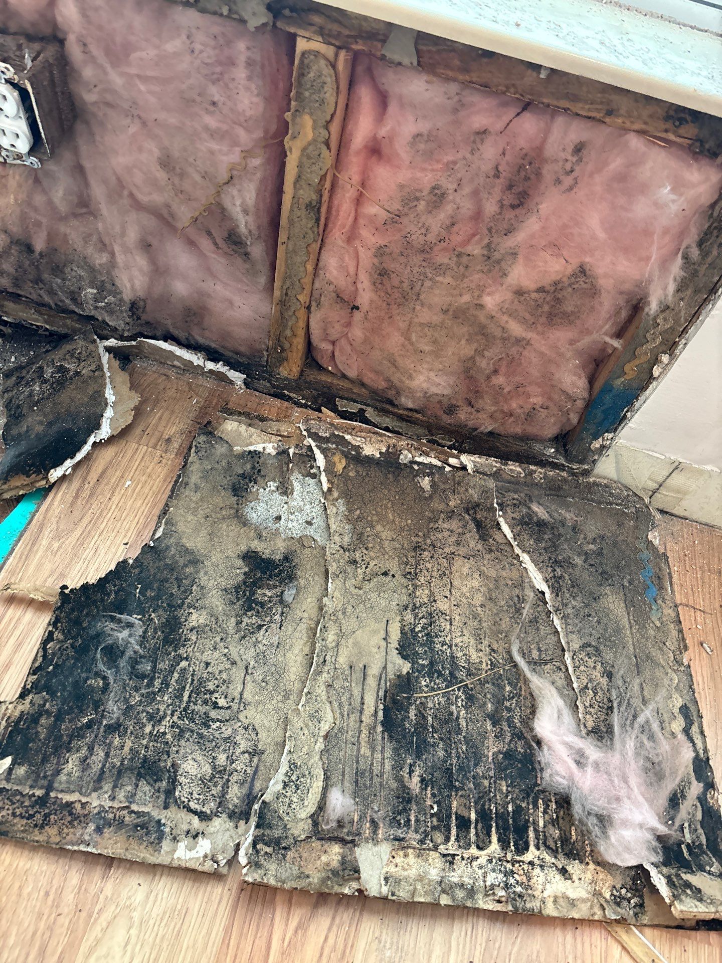 Mold Remediation Palmetto by Ampm Restoration Services 