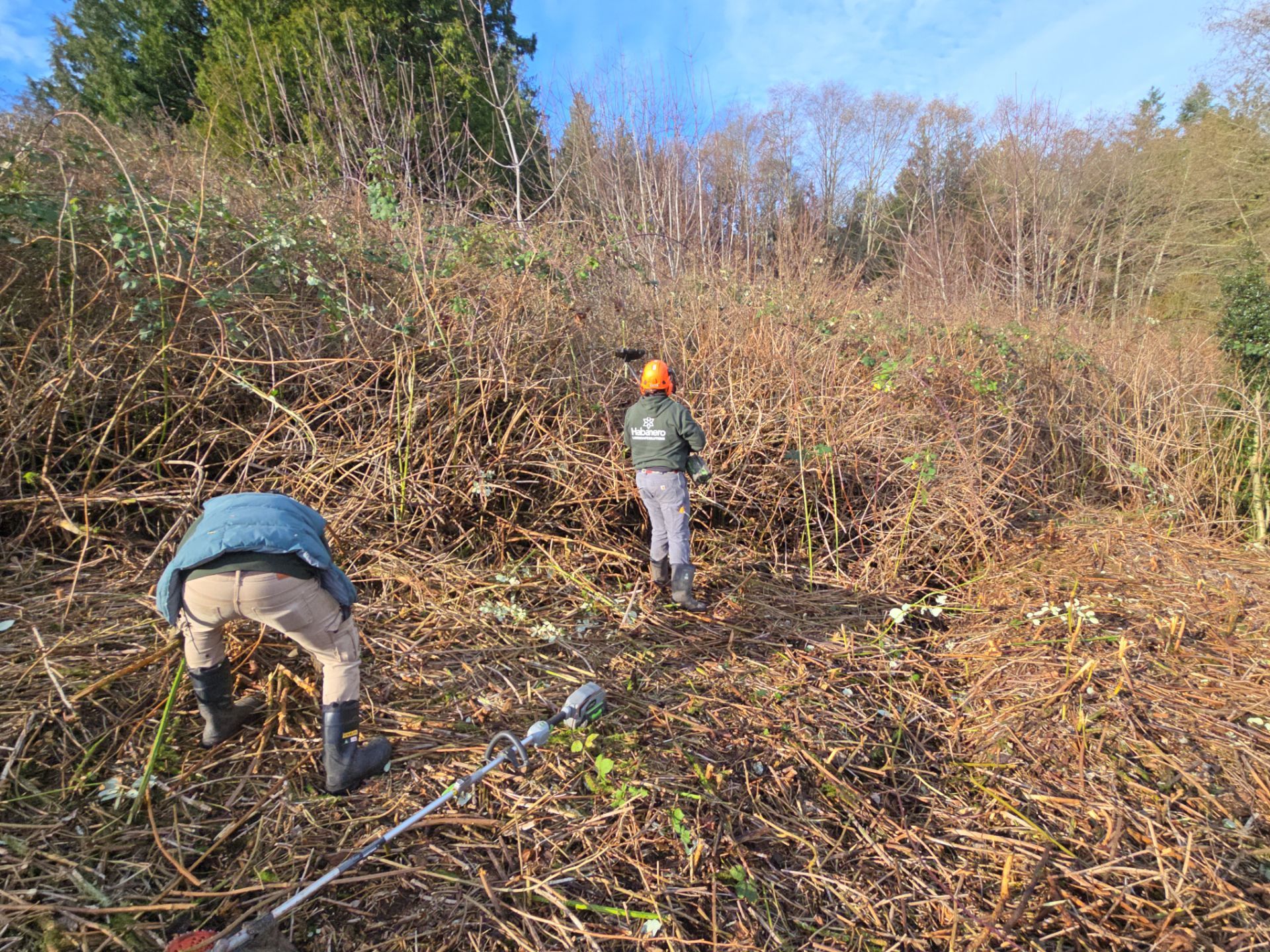 Island View - Ecological Restoration & Stewardship by Habanero Landscape Solutions