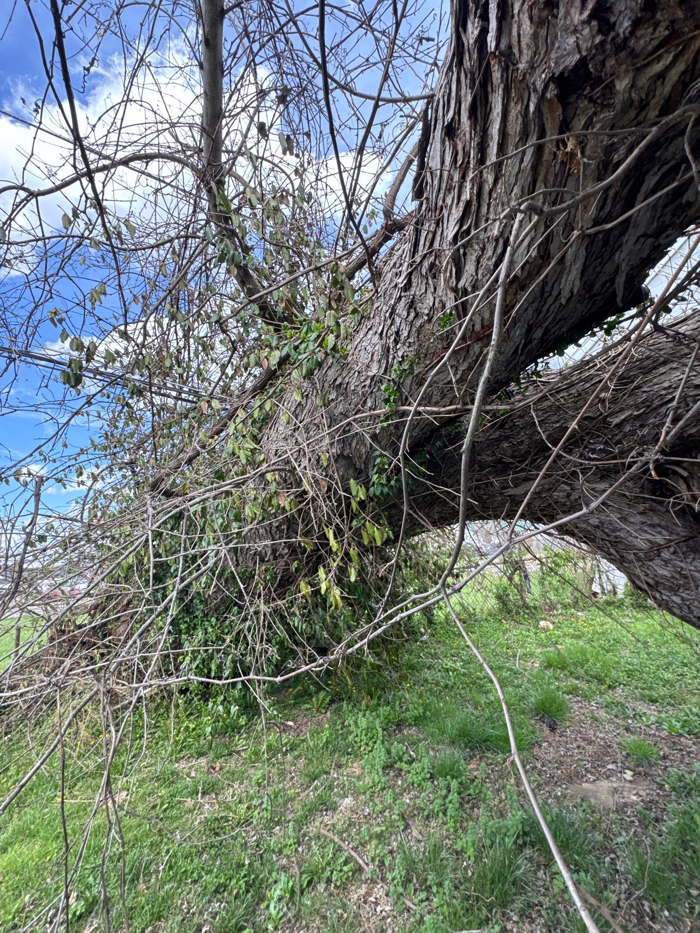 Project in Nitro, WV 	Rotator Crane Lifts Tree Off House | Nitro WV 	•	One Wrong Move Job | Rotator Crane Tree Removal 	•	Heavy Rescue Tree Job | Nitro WV 	•	Extreme Tree Removal Over Home | Nitro WV by Jones Empire LLC